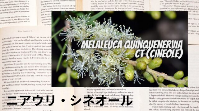 ニアウリ・シネオールのアロマハーブ事典(辞典)用アイキャッチ＠botanical-study