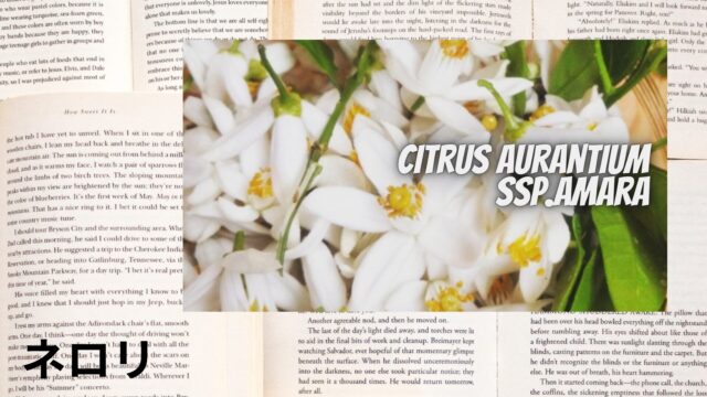 ネロリのアロマハーブ事典(辞典)用アイキャッチ＠botanical-study