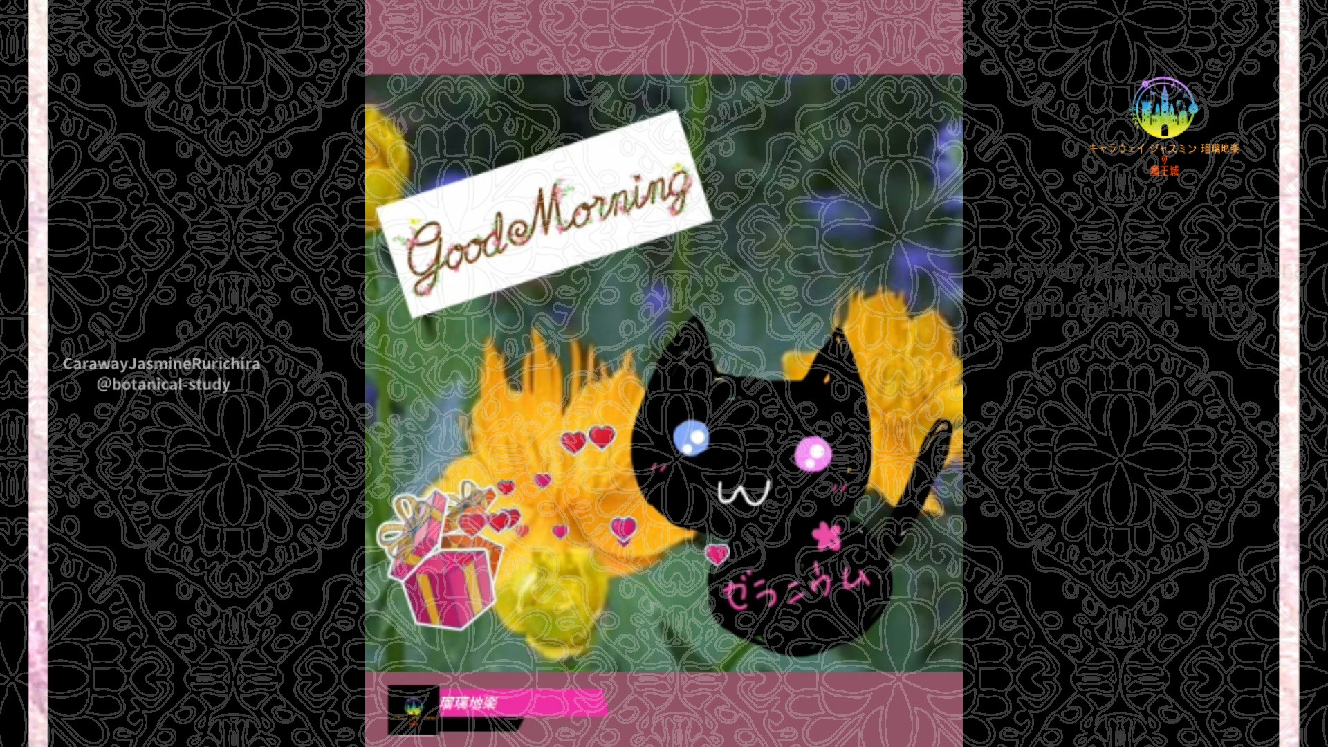 「トロリウス」11月24日Rゼラニウム瑠璃地楽と今日の誕生花とおはようメッセージ＠botanical-study