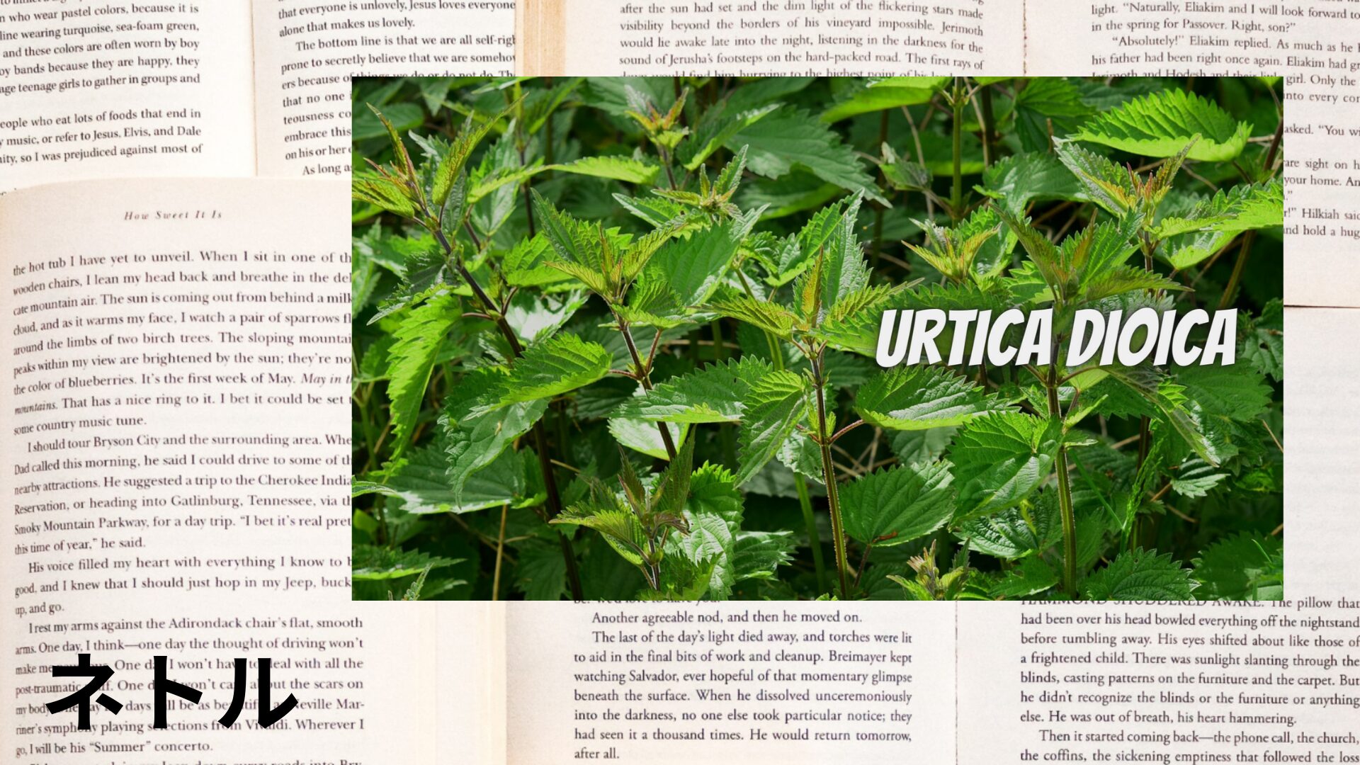 nettle-aroma-herb-dictionary-eyecatch-botanical-study