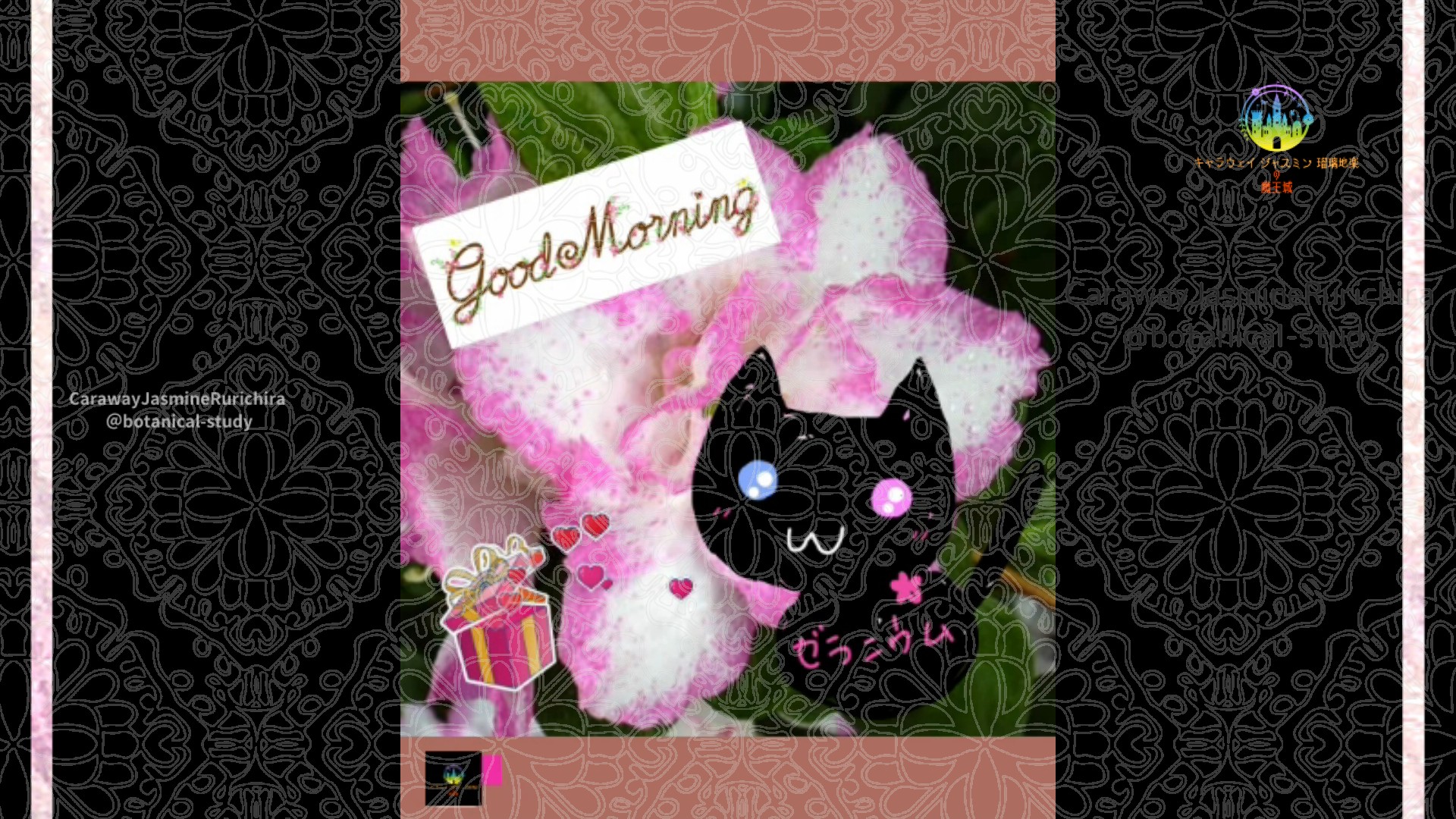 「アザレア」とCジャスミン瑠璃地楽の今日の誕生花B-11月28日＠botanical-study