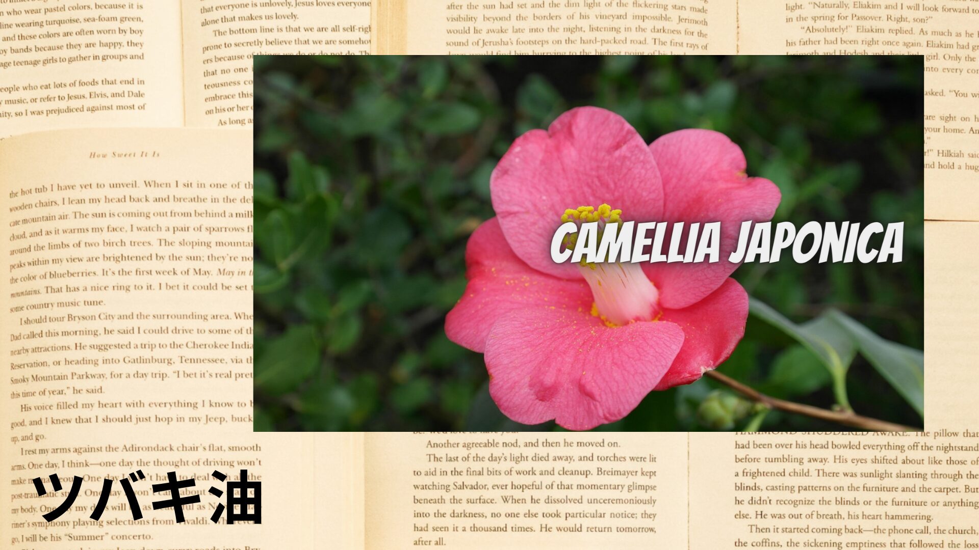 camellia-oil-aroma-herb-dictionary-eyecatch-botanical-study