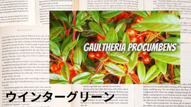 ウインターグリーンのアロマハーブ事典(辞典)用アイキャッチ＠botanical-study