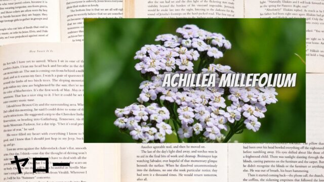 ヤローのアロマハーブ事典(辞典)用アイキャッチ＠botanical-study