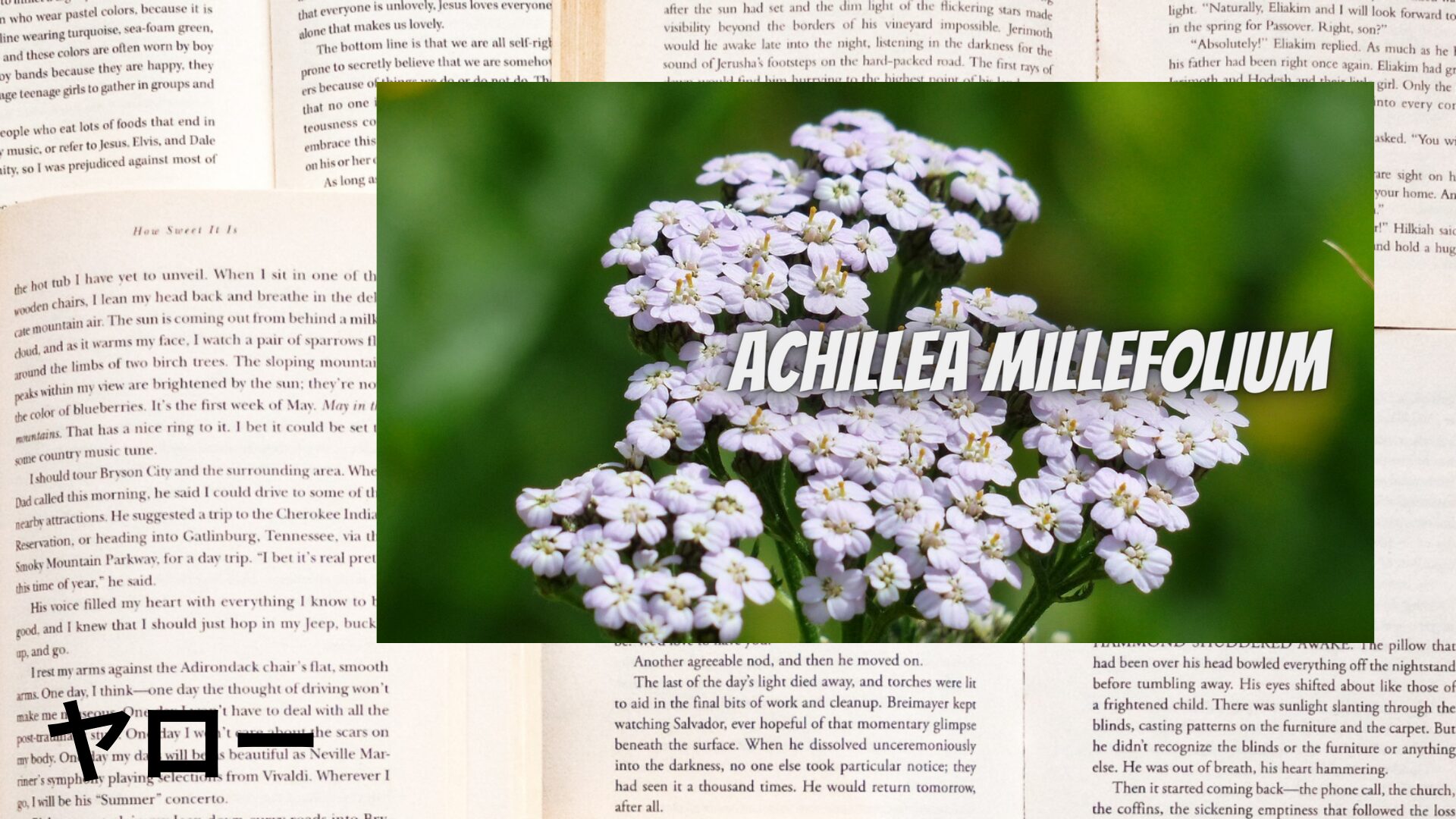 yarrow-aroma-herb-dictionary-eyecatch-botanical-study