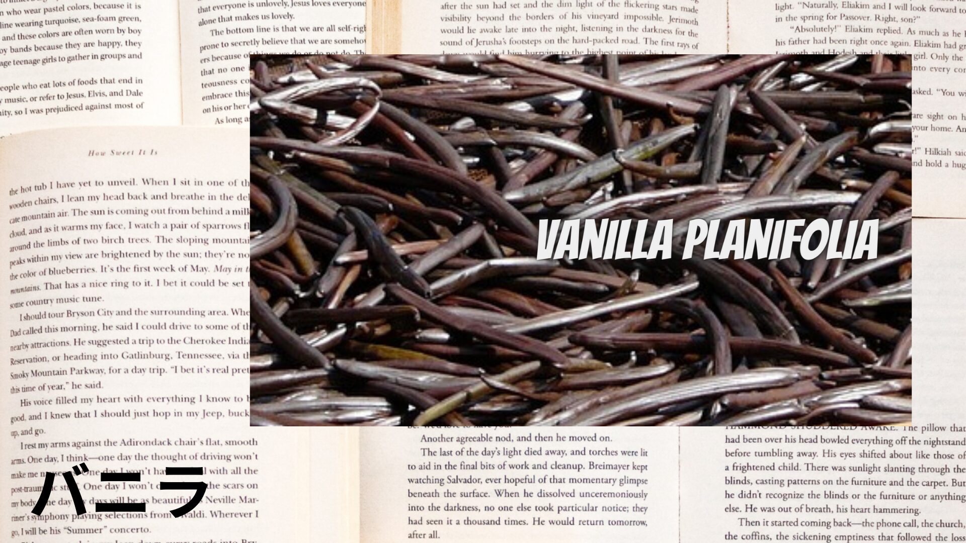 vanilla-aroma-herb-dictionary-eyecatch-botanical-study