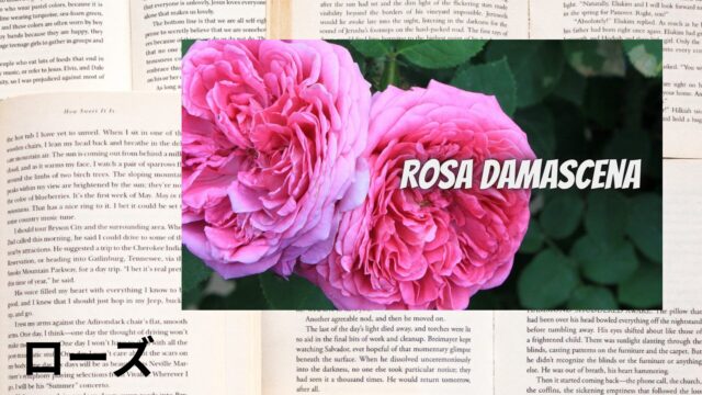 ローズのアロマハーブ事典(辞典)用アイキャッチ＠botanical-study