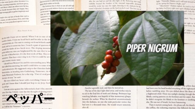 ペッパーのアロマハーブ事典(辞典)用アイキャッチ＠botanical-study