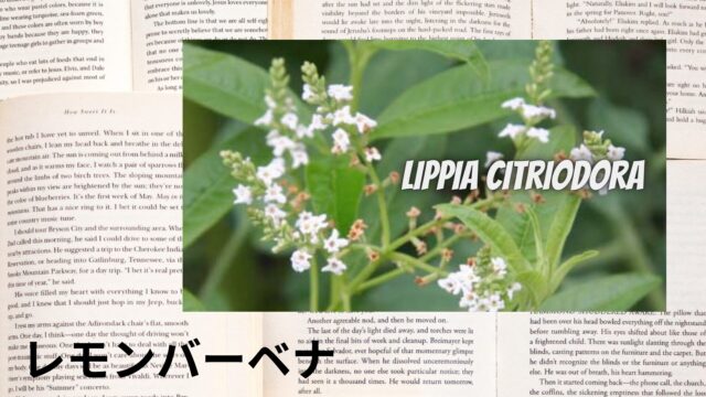 レモンバーベナのアロマハーブ事典(辞典)用アイキャッチ＠botanical-study