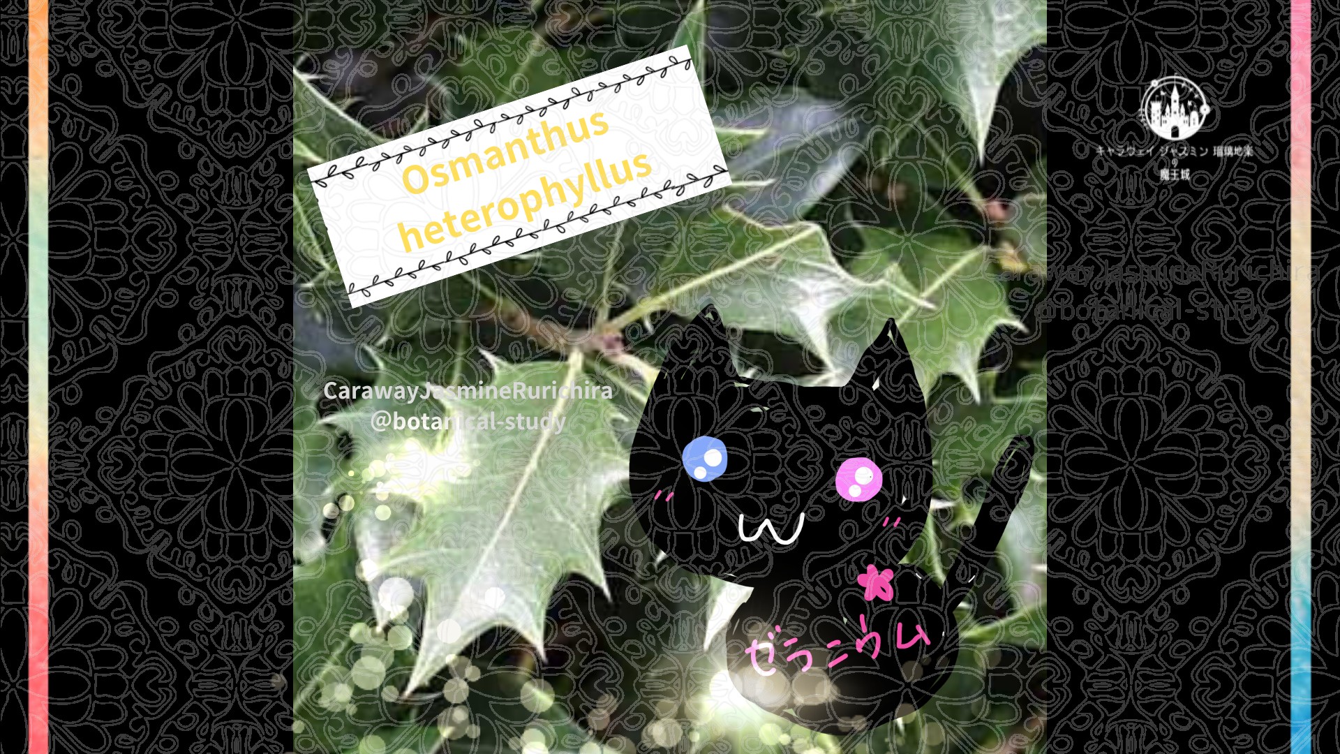 今日の誕生花A　12.25