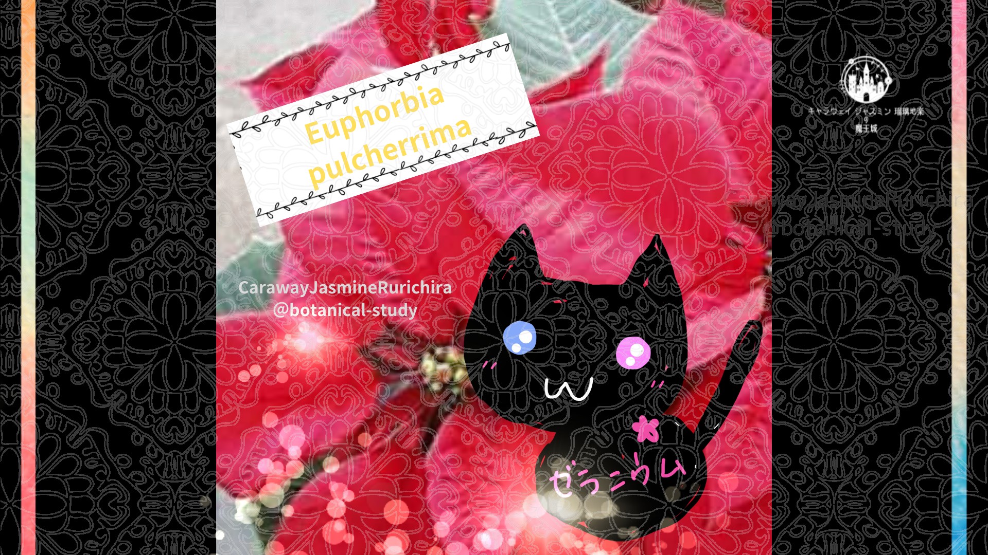 今日の誕生花A　12.9