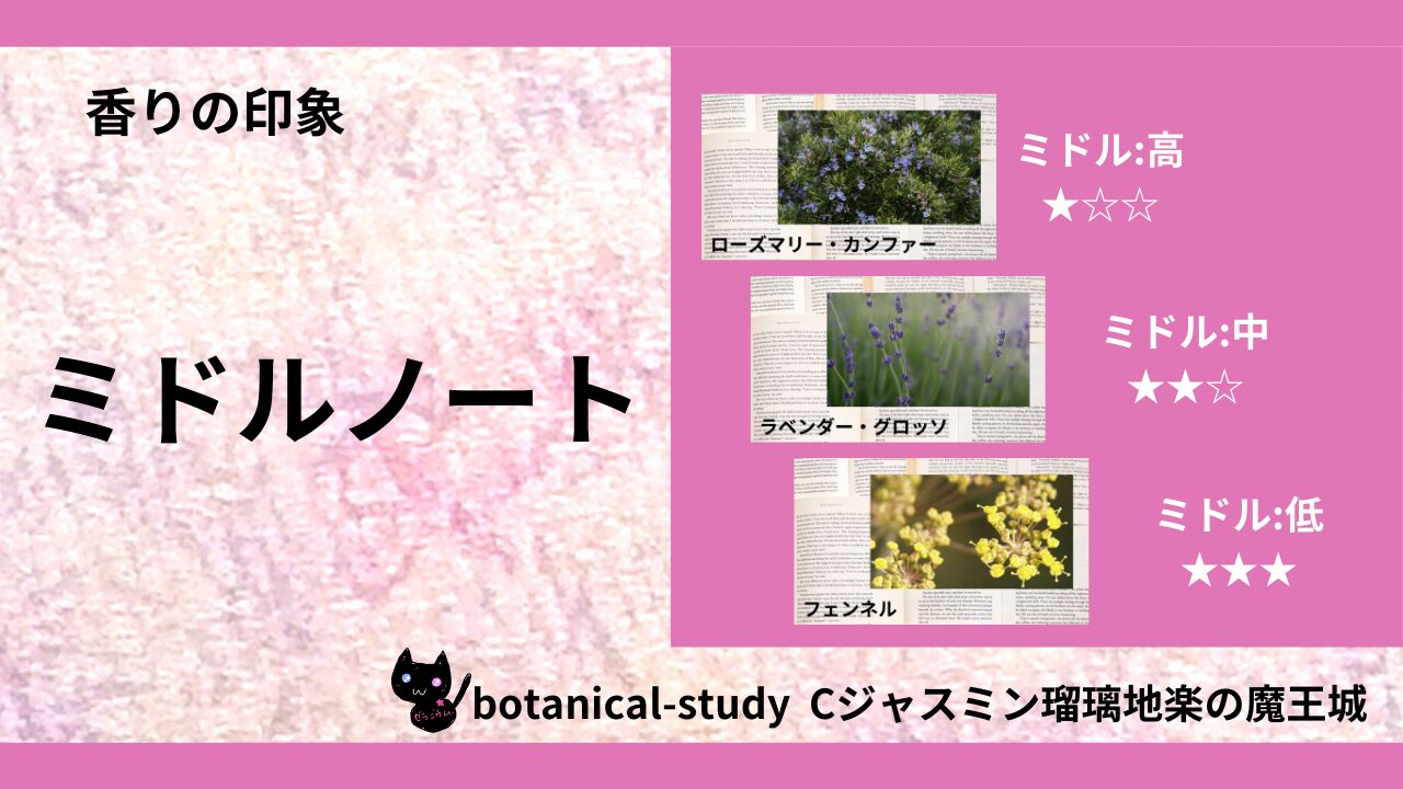 middle-note-essential-oils-list‐botanical-study