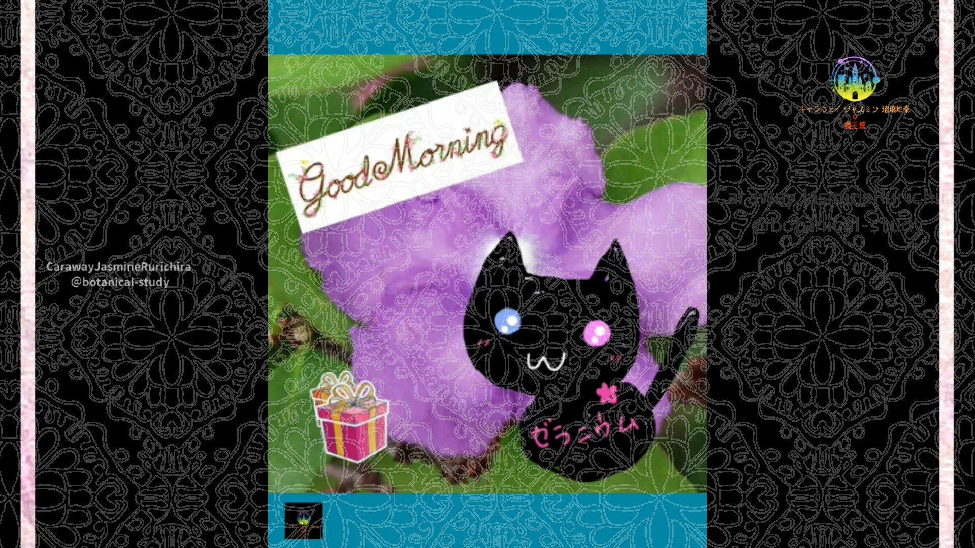 「ニオイバンマツリ」12月21日Rゼラニウム瑠璃地楽と今日の誕生花とおはようメッセージ＠botanical-study