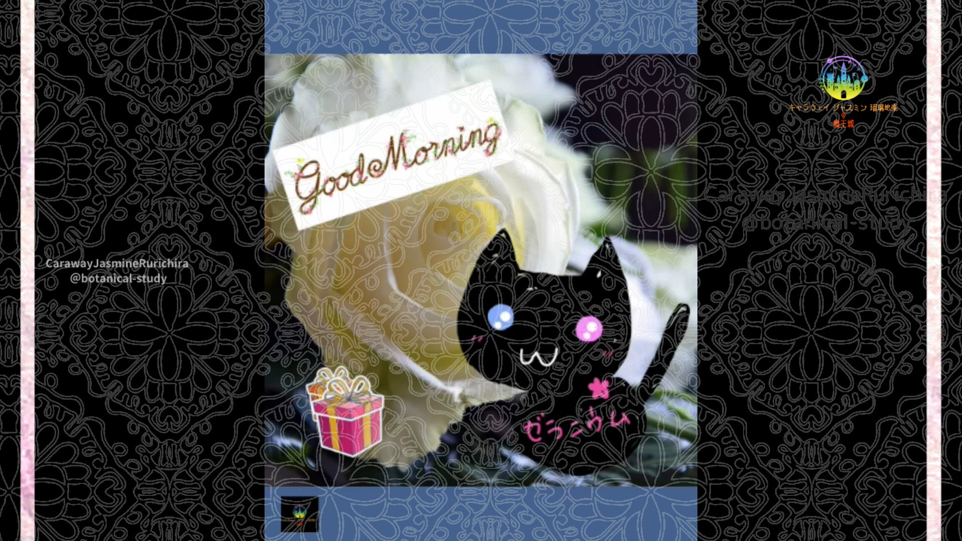 「バラ白」12月11日Rゼラニウム瑠璃地楽と今日の誕生花とおはようメッセージ＠botanical-study