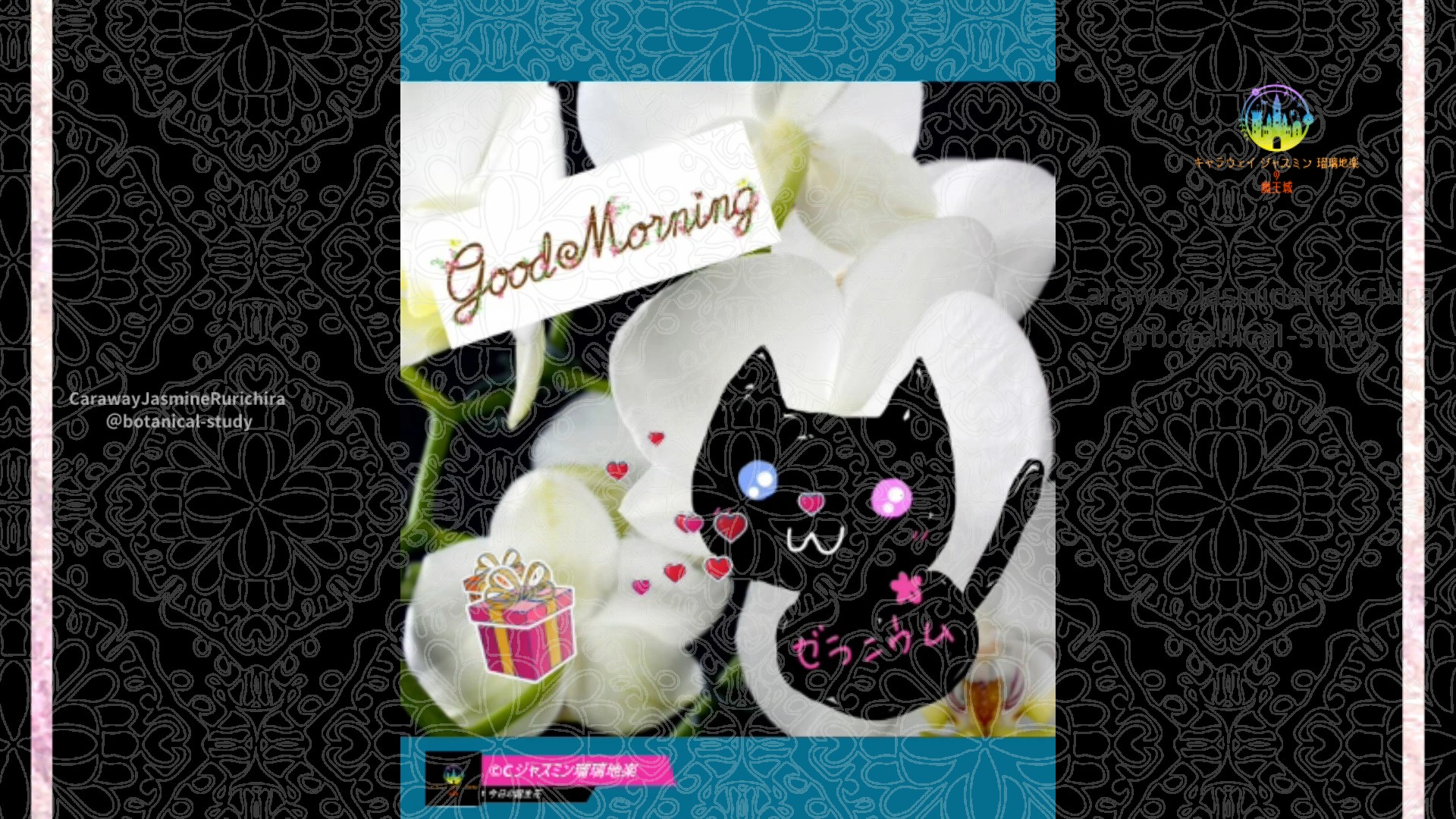 「ラン」12月27日Rゼラニウム瑠璃地楽と今日の誕生花とおはようメッセージ＠botanical-study