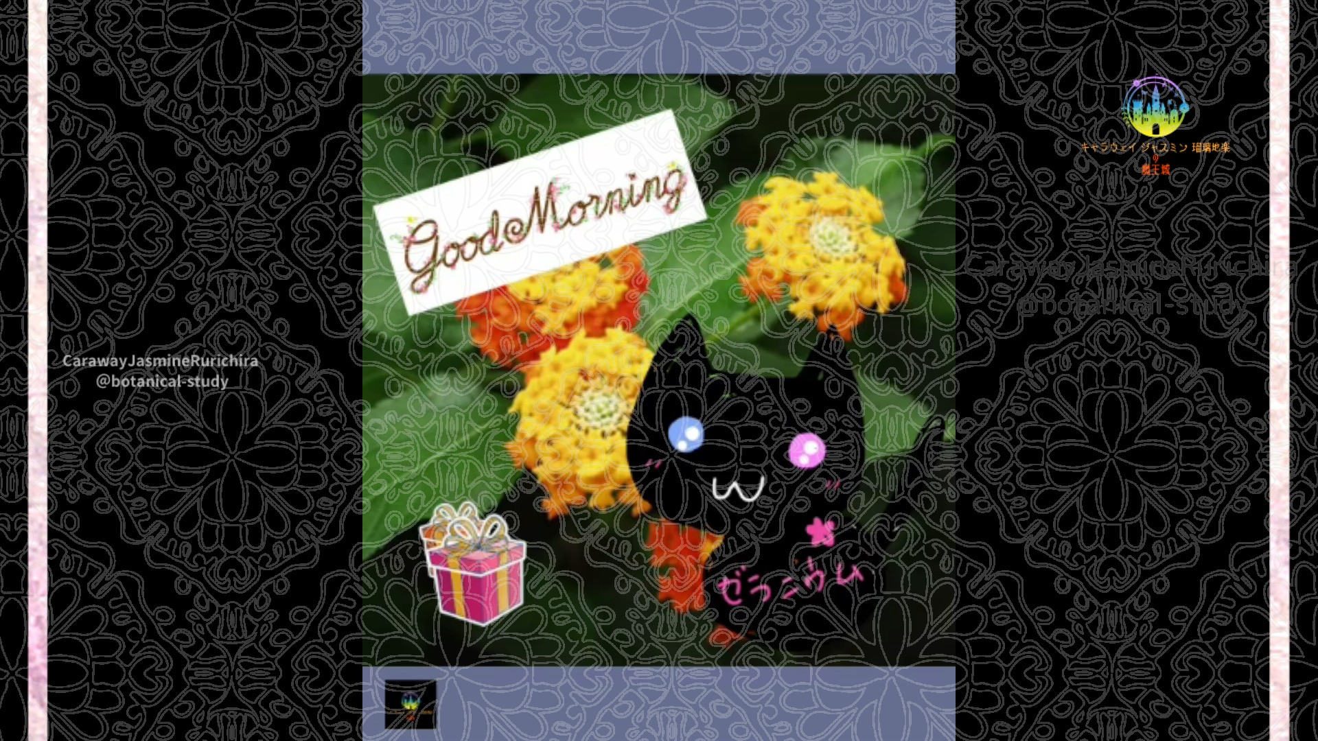 「ガーリックバイン」12月9日Rゼラニウム瑠璃地楽と今日の誕生花とおはようメッセージ＠botanical-study