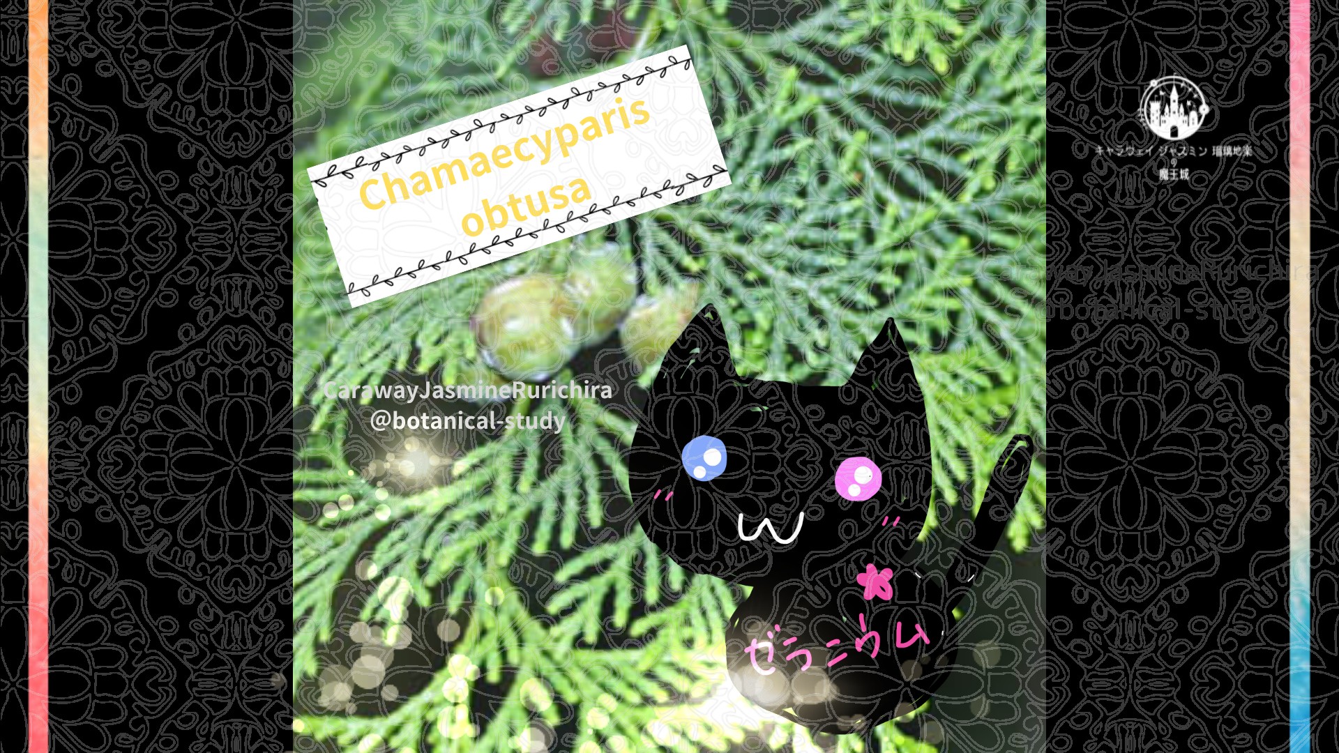 今日の誕生花A　12.31