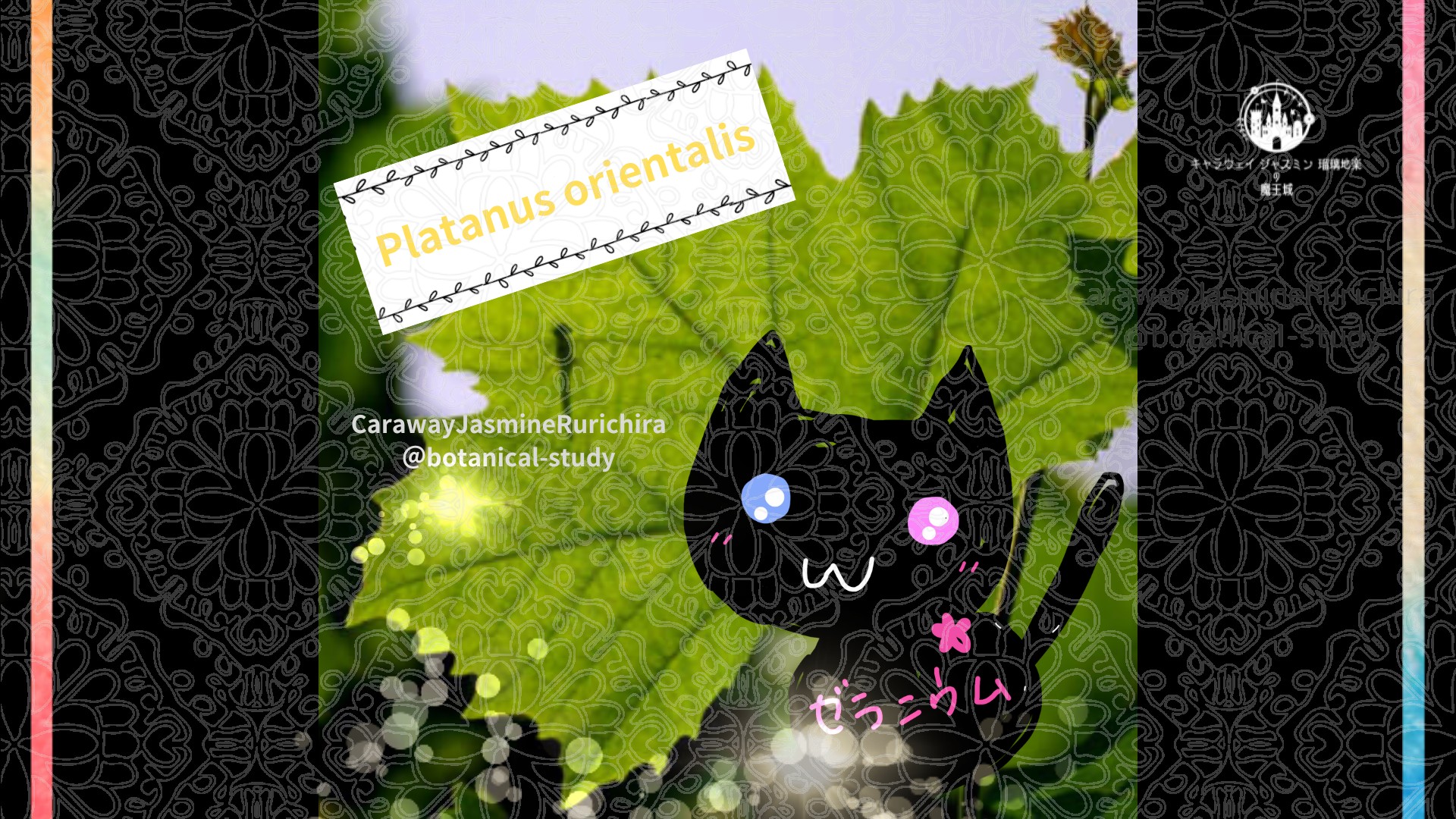 今日の誕生花A　12.23