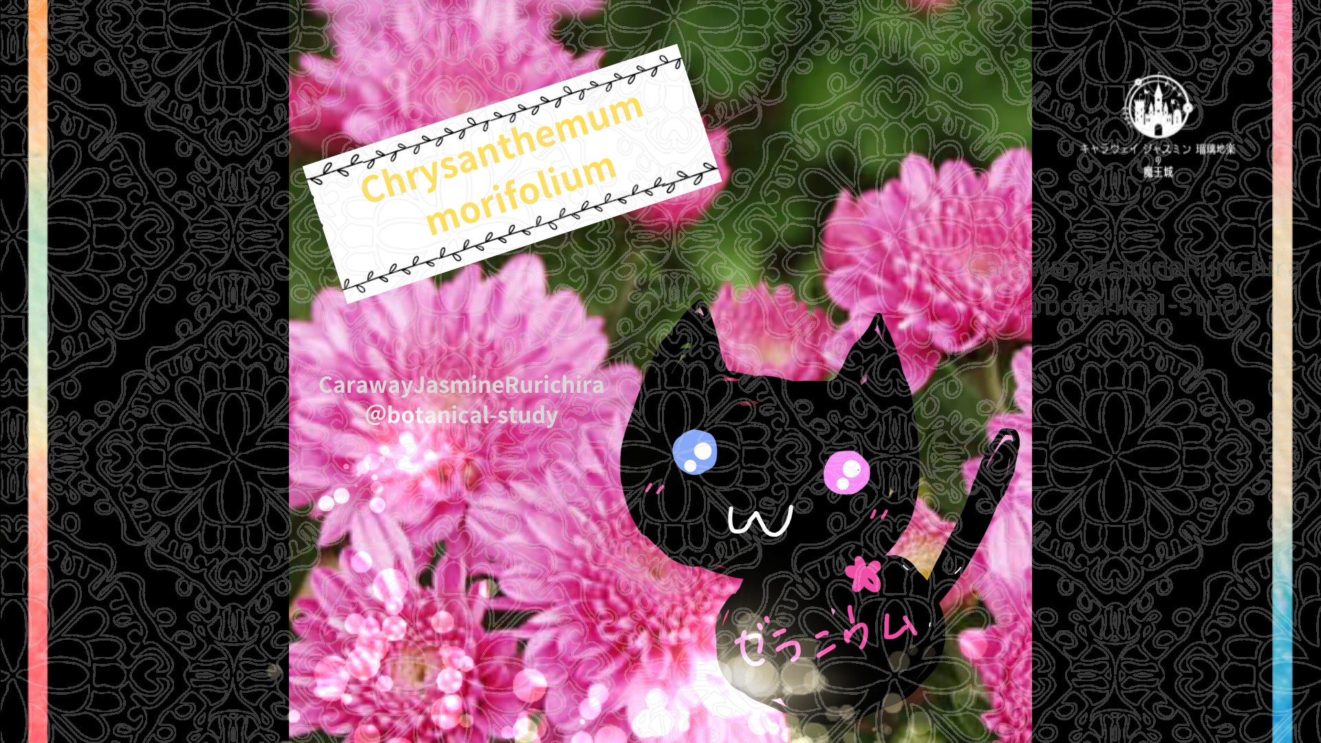 今日の誕生花A　12.13