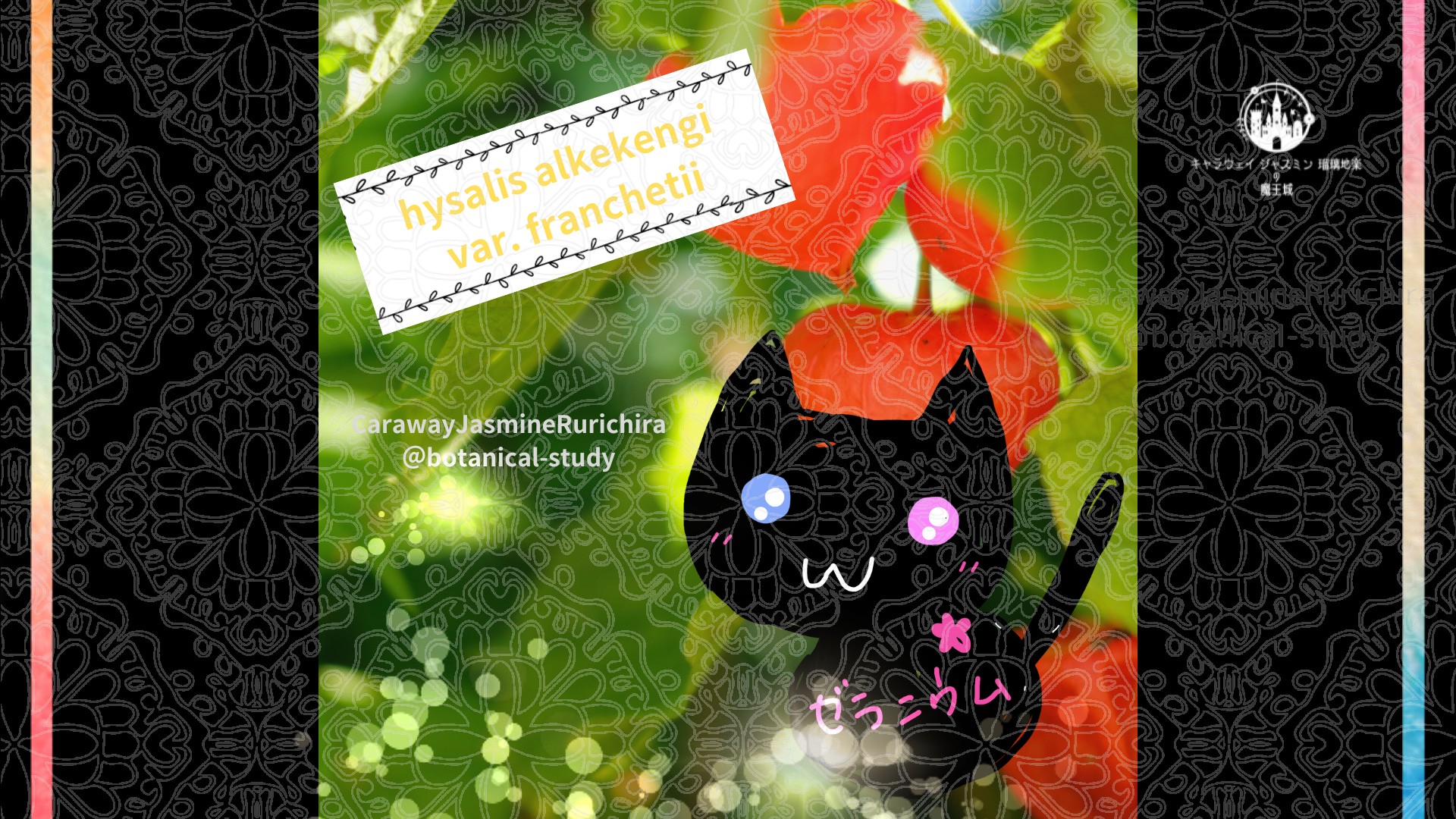 今日の誕生花A　12.29