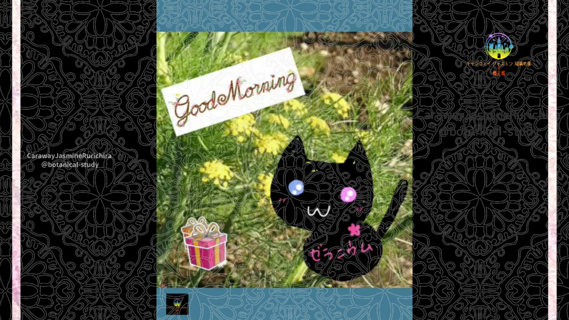 「」12月2日Rゼラニウム瑠璃地楽と今日の誕生花とおはようメッセージ＠botanical-study