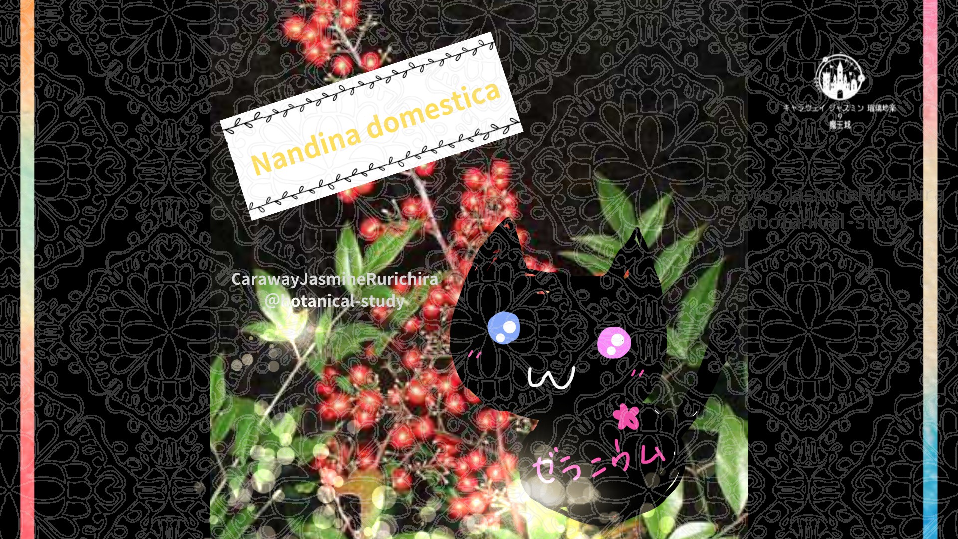 今日の誕生花A　12.8