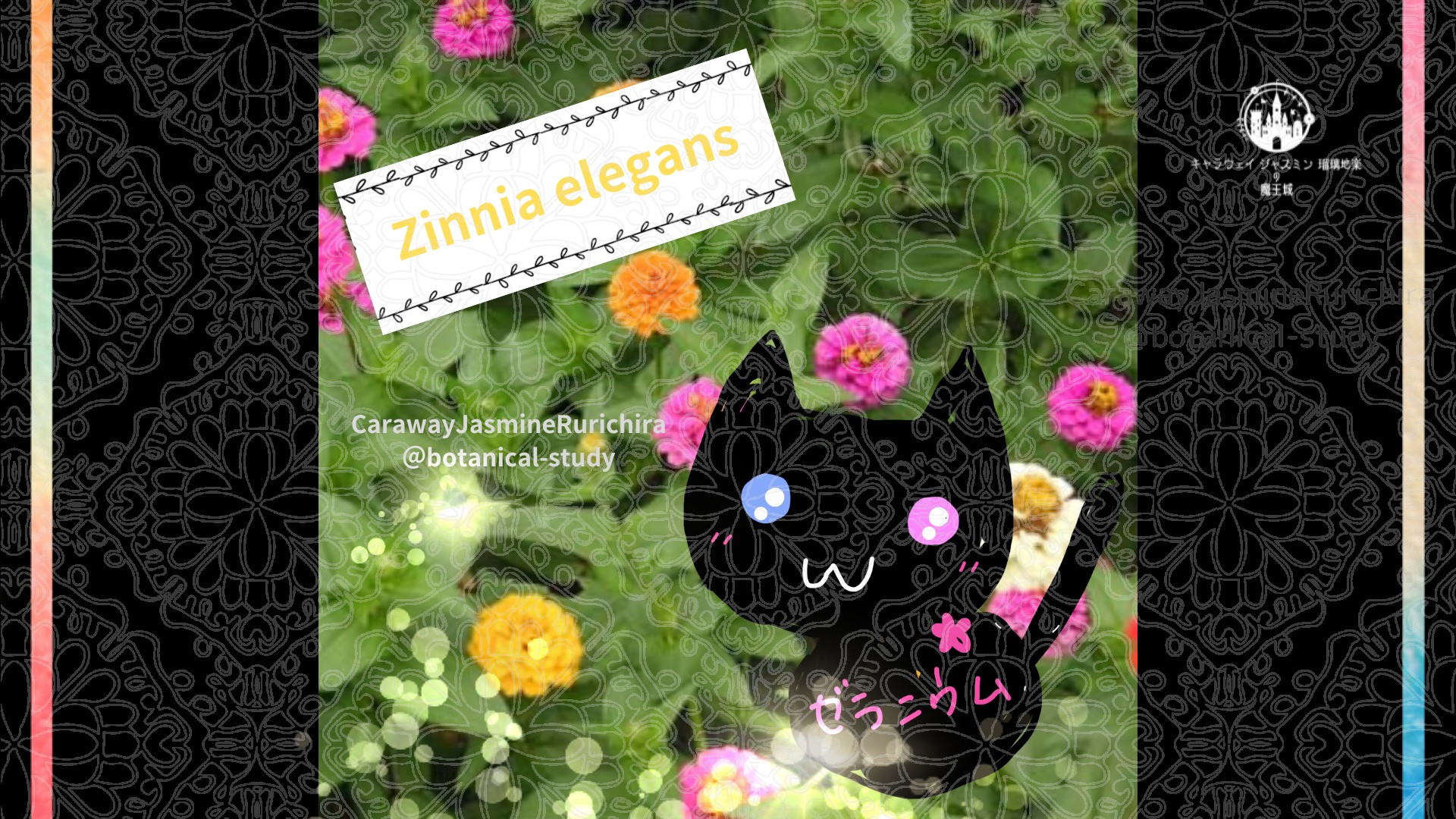 今日の誕生花A　12.22