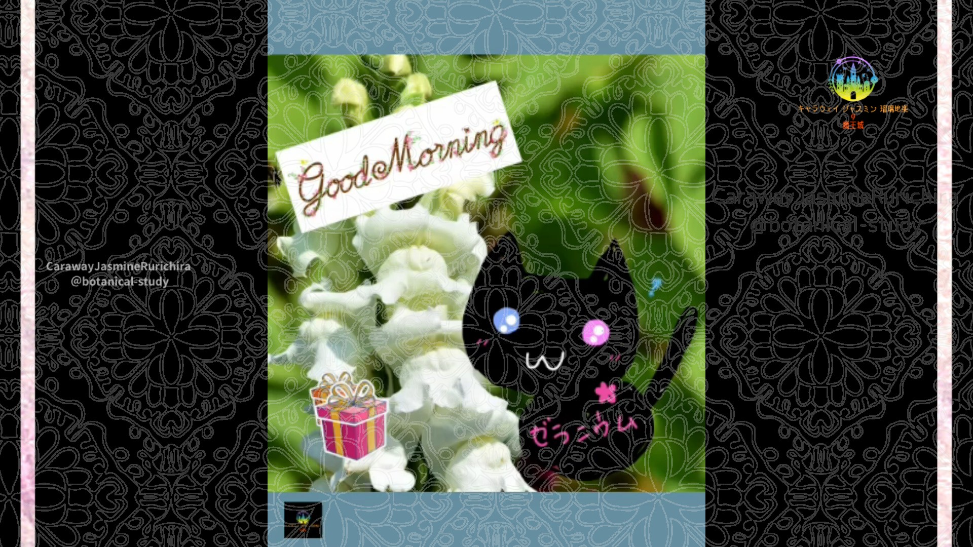 「キンギョソウ白」12月2日Rゼラニウム瑠璃地楽と今日の誕生花とおはようメッセージ＠botanical-study