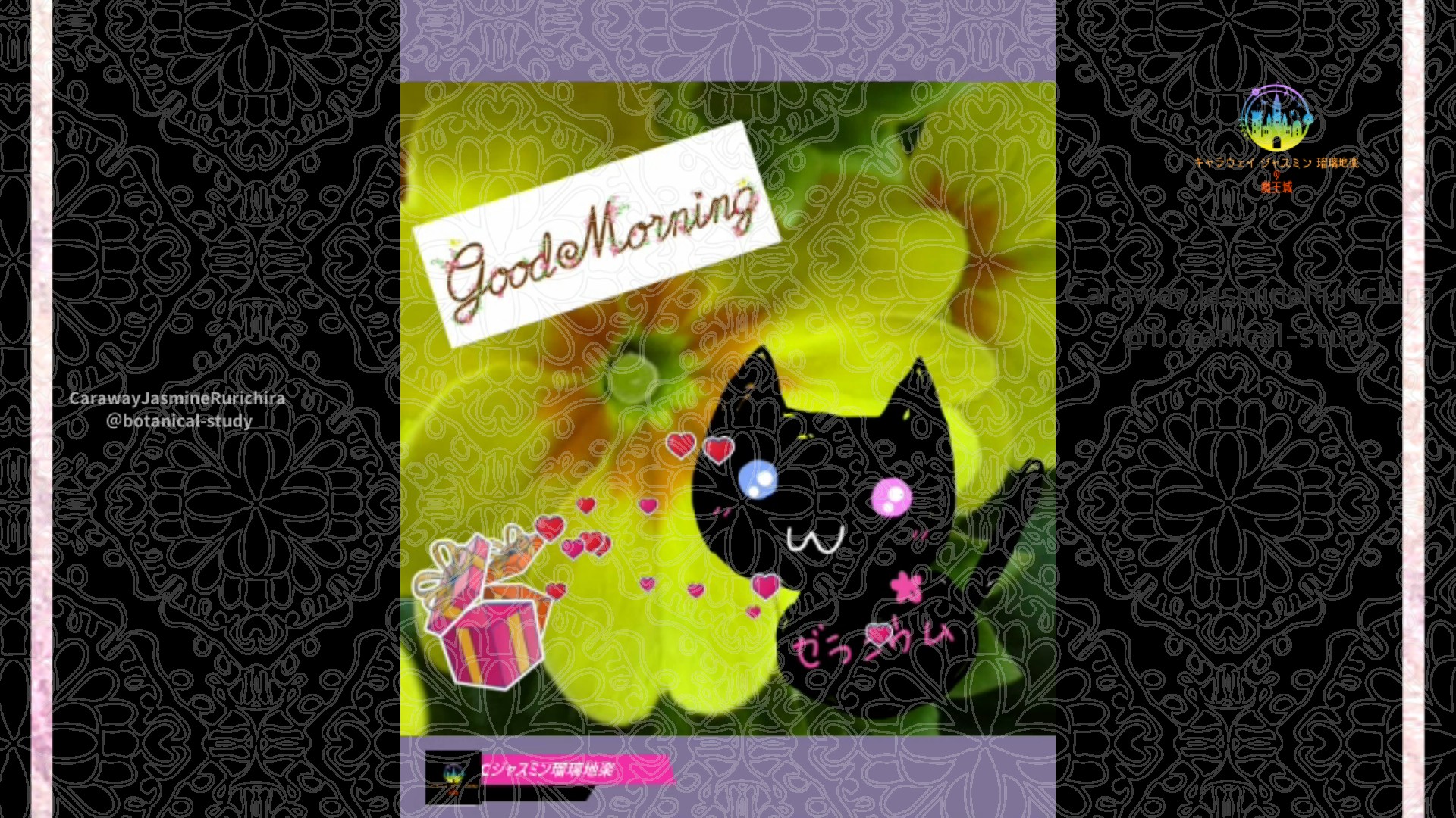 「プリムラジュリアン」12月29日Rゼラニウム瑠璃地楽と今日の誕生花とおはようメッセージ＠botanical-study