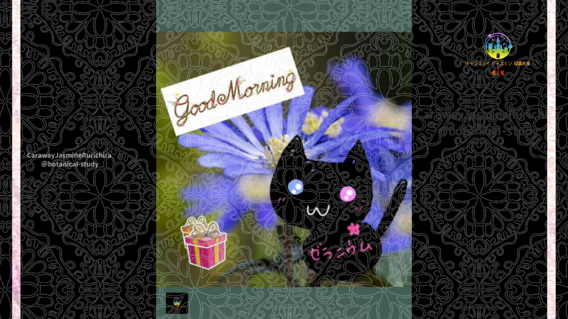 「ブルーデイジー」12月25日Rゼラニウム瑠璃地楽と今日の誕生花とおはようメッセージ＠botanical-study