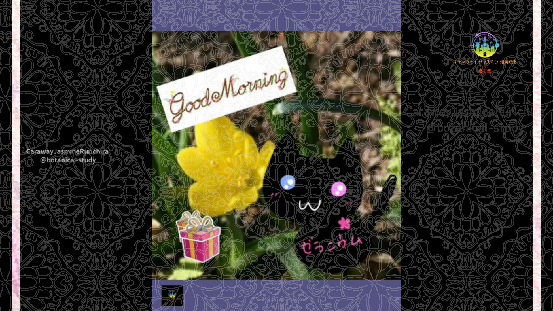 「カロライナジャスミン」12月8日Rゼラニウム瑠璃地楽と今日の誕生花とおはようメッセージ＠botanical-study