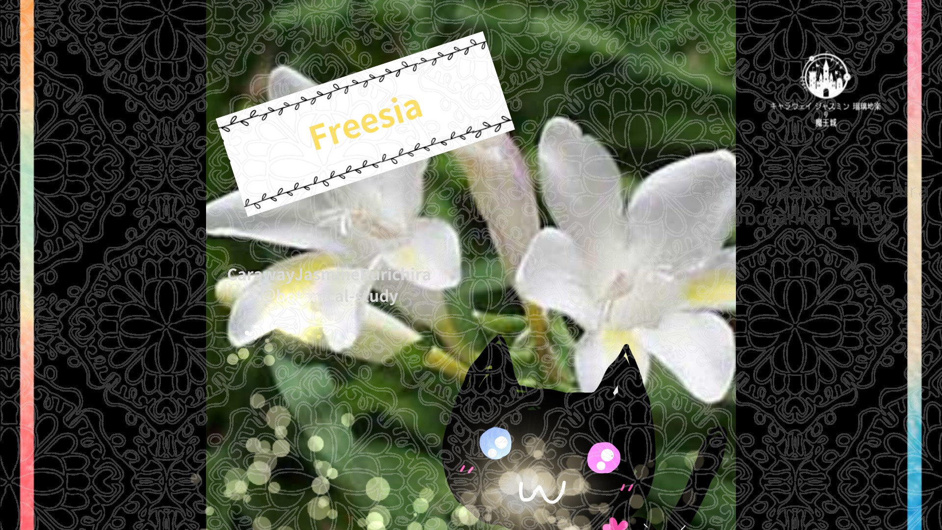 今日の誕生花A　12.17