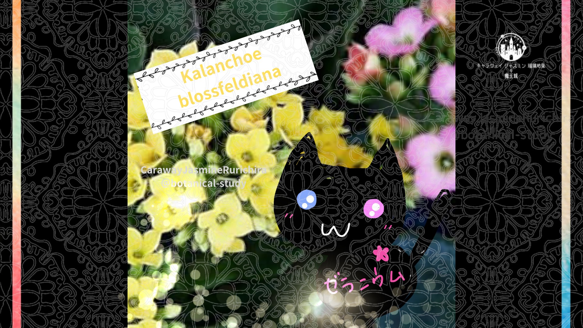 今日の誕生花A　12.30