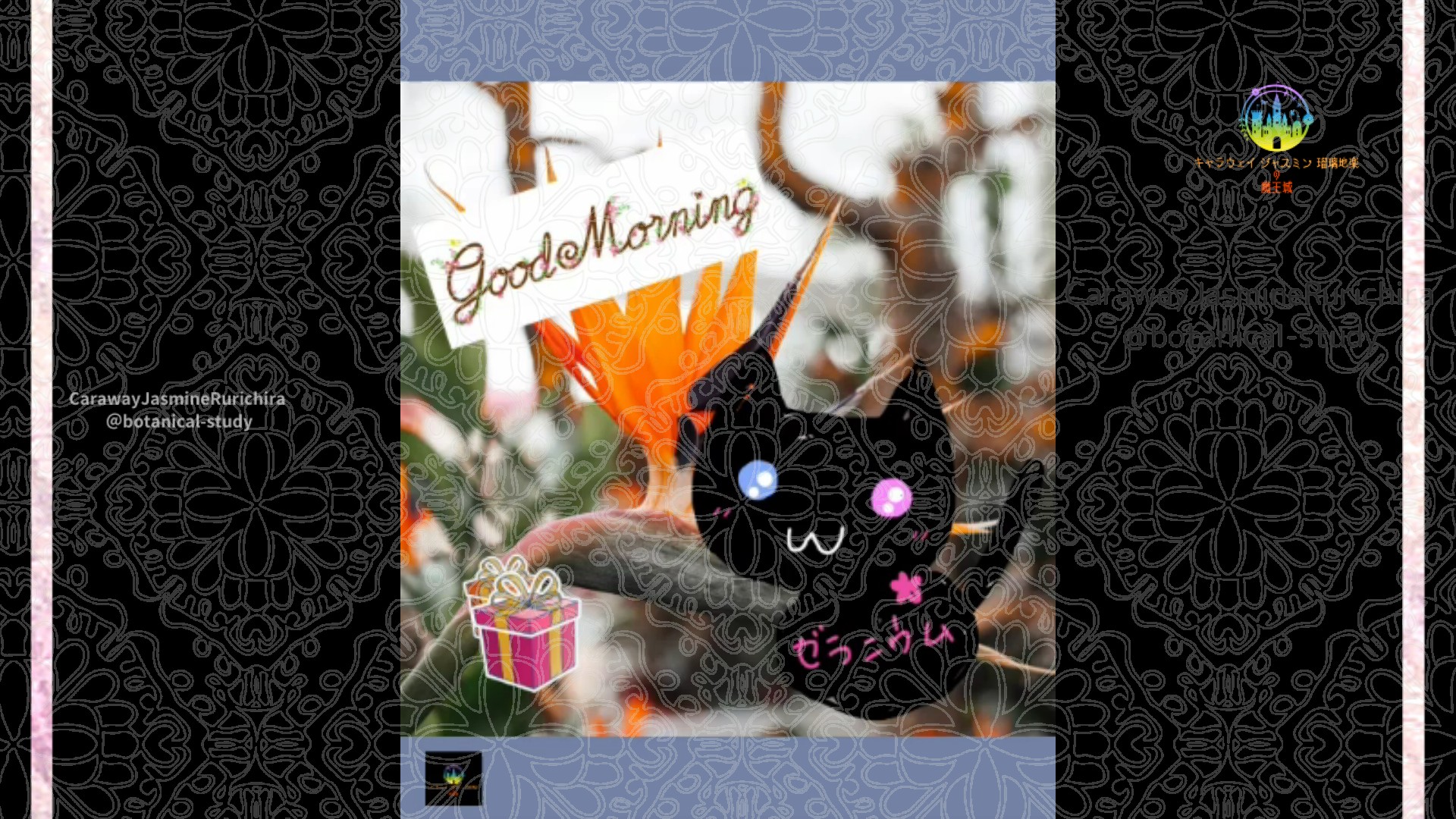 「ストレリチア」12月16日Rゼラニウム瑠璃地楽と今日の誕生花とおはようメッセージ＠botanical-study