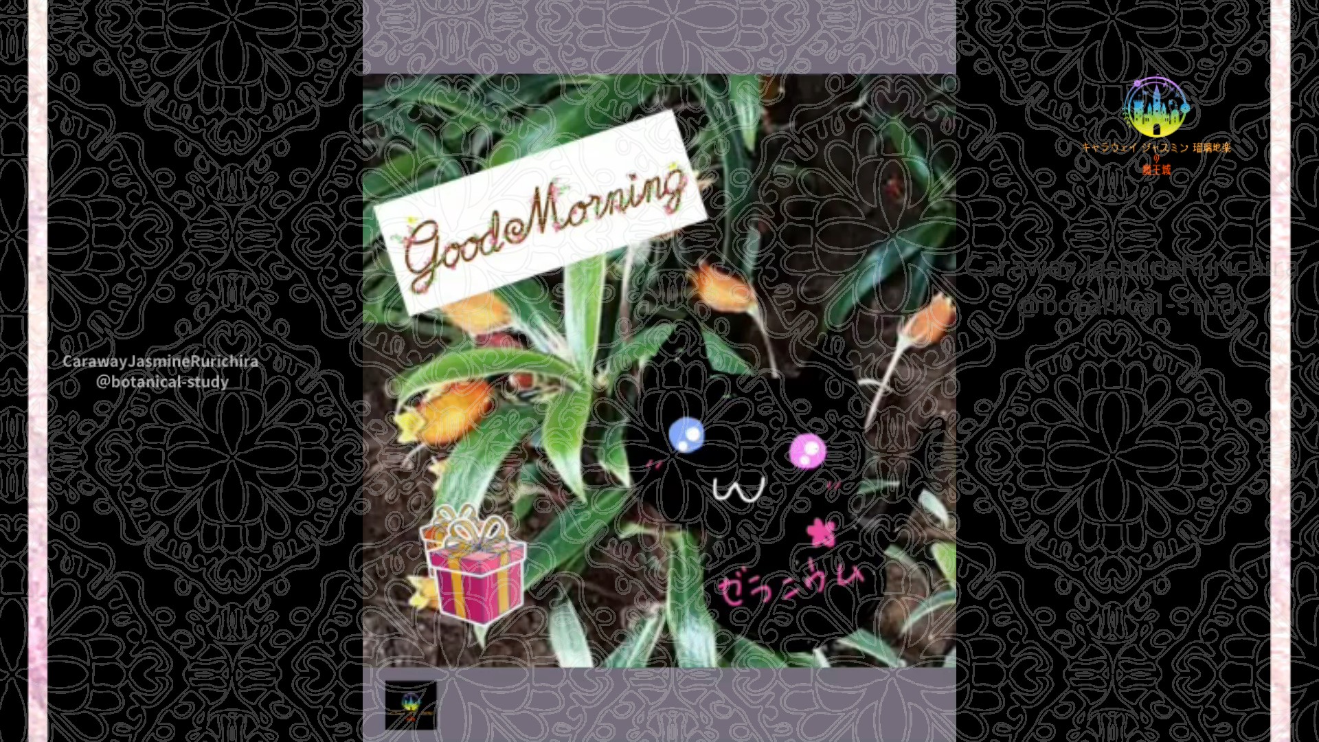 「シーマニア」12月17日Rゼラニウム瑠璃地楽と今日の誕生花とおはようメッセージ＠botanical-study