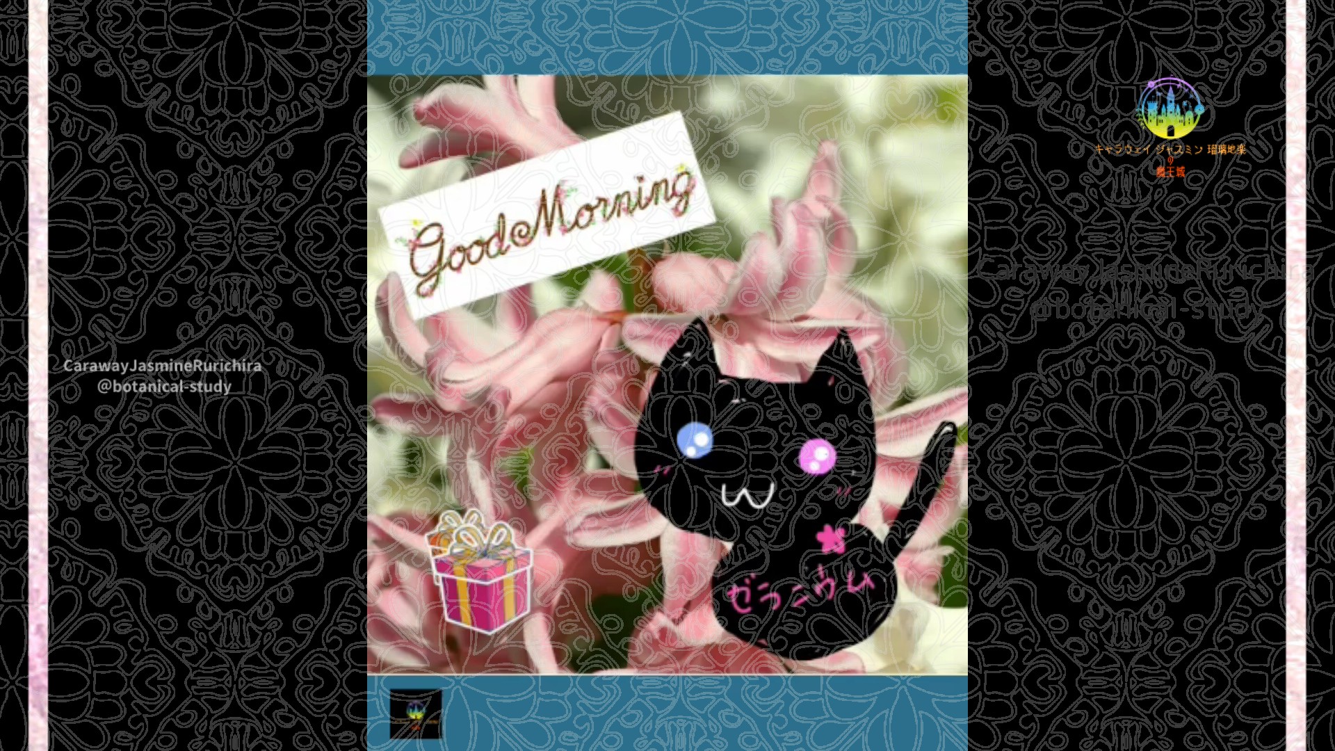 「ヒヤシンス」12月3日Rゼラニウム瑠璃地楽と今日の誕生花とおはようメッセージ＠botanical-study