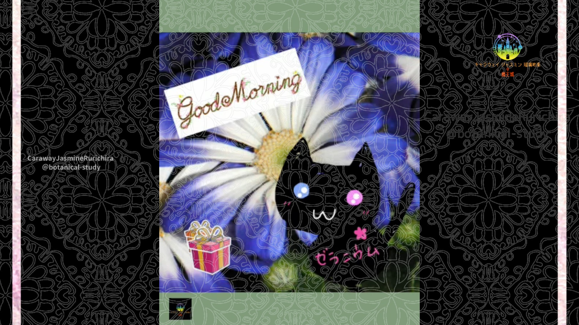 「サイネリア」12月23日とCジャスミン瑠璃地楽の今日の誕生花＠botanical-study