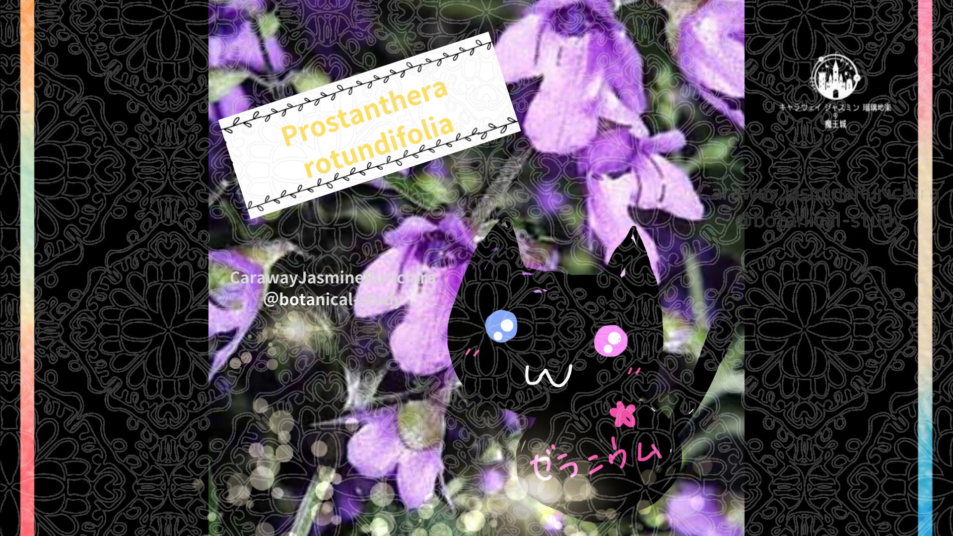 今日の誕生花A　12.21