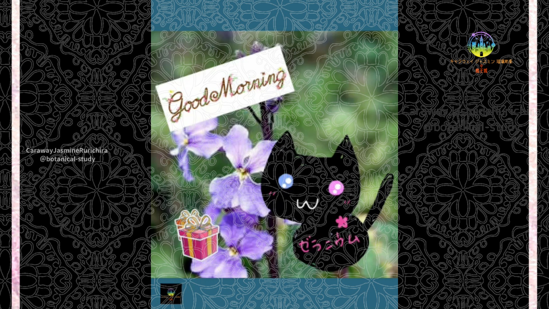 「ハナダイコン」12月12日Rゼラニウム瑠璃地楽と今日の誕生花とおはようメッセージ＠botanical-study