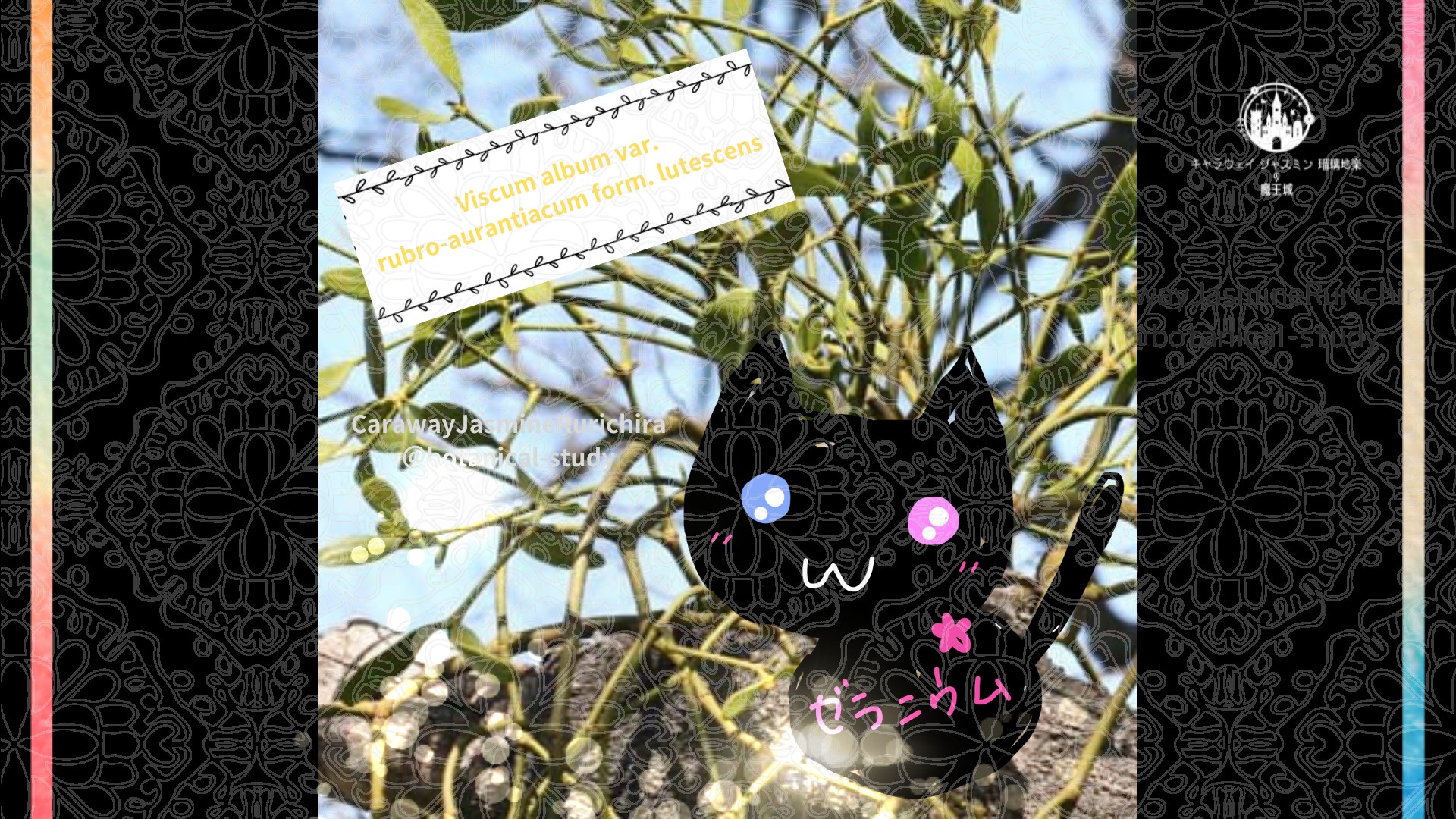 今日の誕生花A　12.24