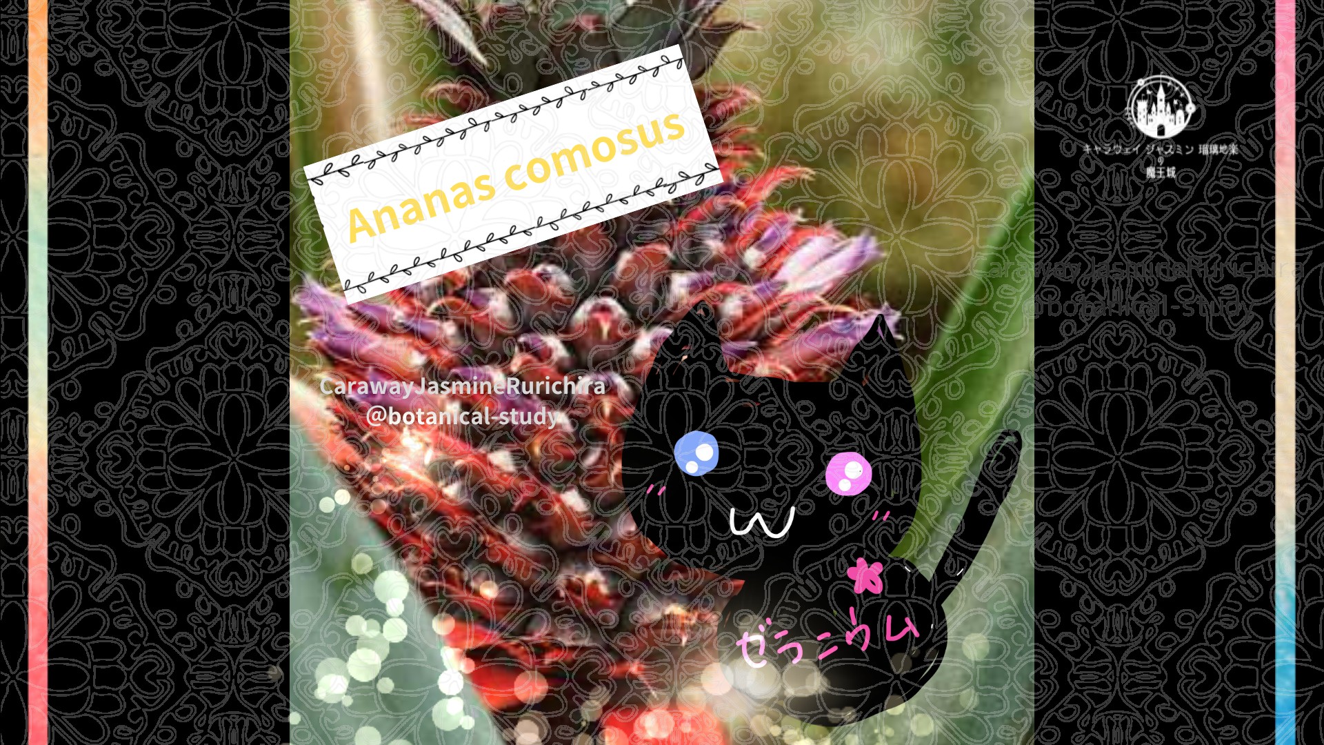 今日の誕生花A　12.20