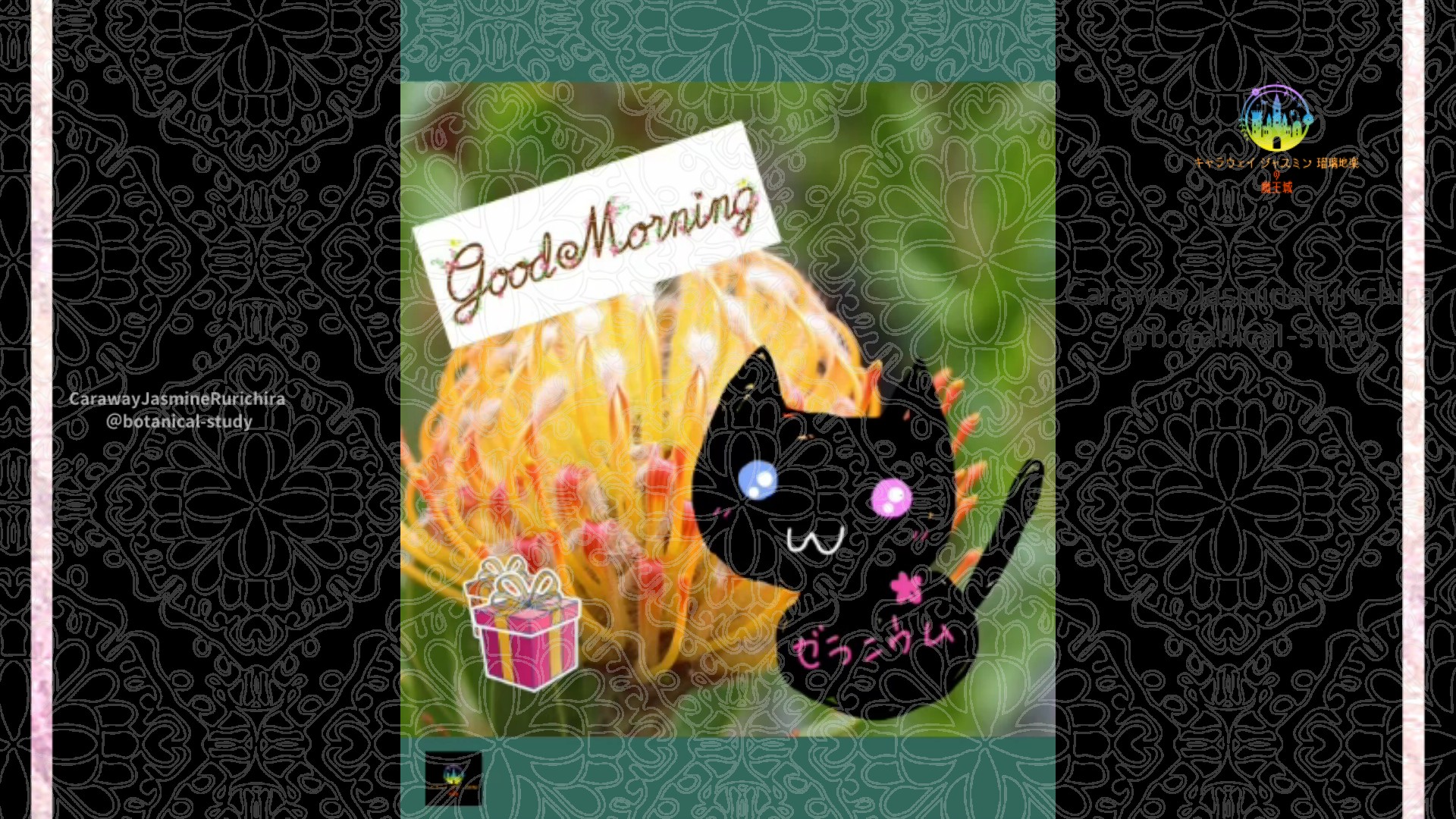 「ピンクッション」12月13日Rゼラニウム瑠璃地楽と今日の誕生花とおはようメッセージ＠botanical-study