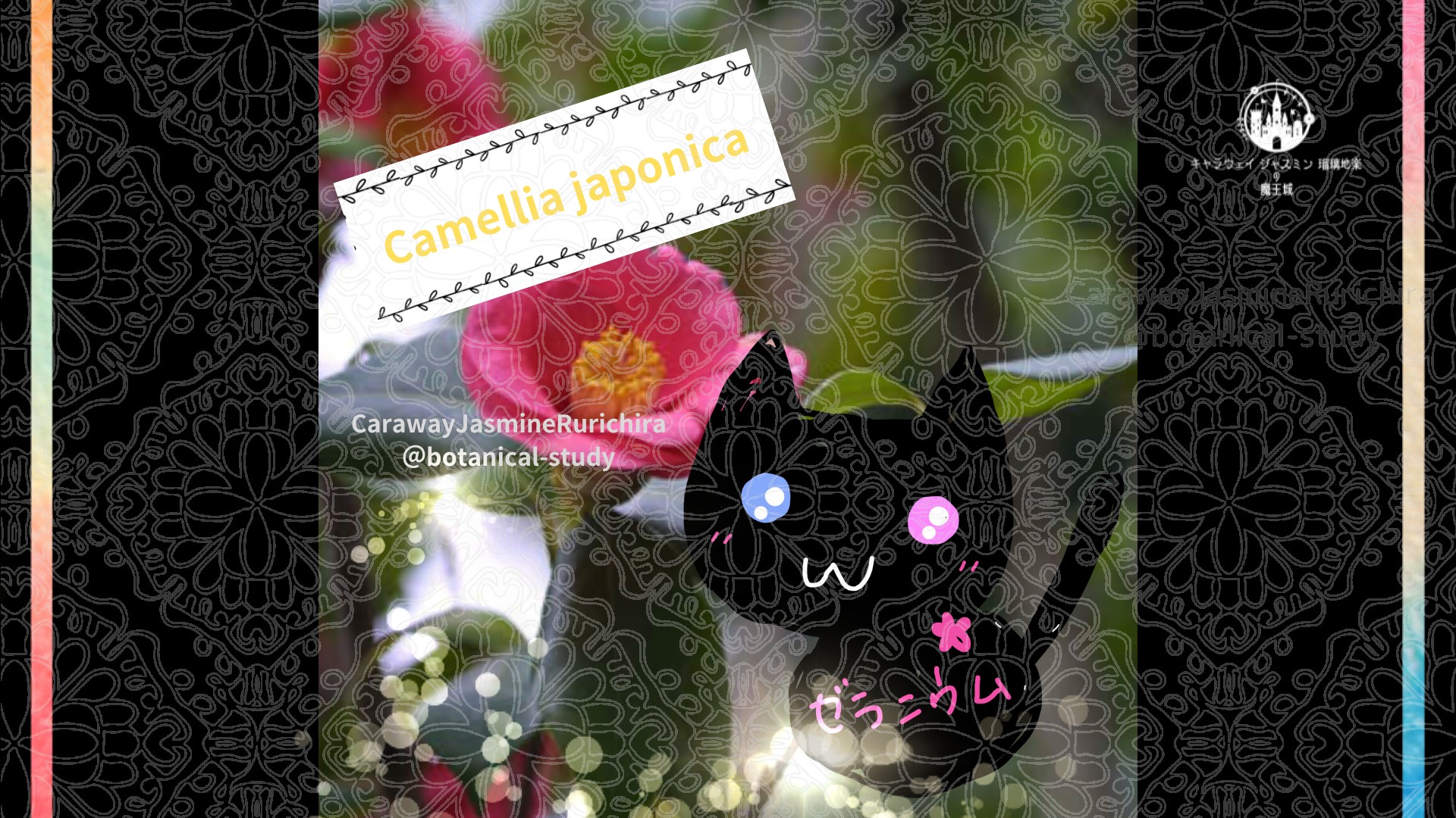 今日の誕生花A　12.10