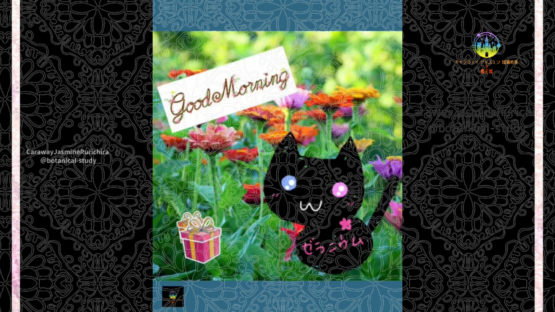 「ヒャクニチソウ」12月18日Rゼラニウム瑠璃地楽と今日の誕生花とおはようメッセージ＠botanical-study