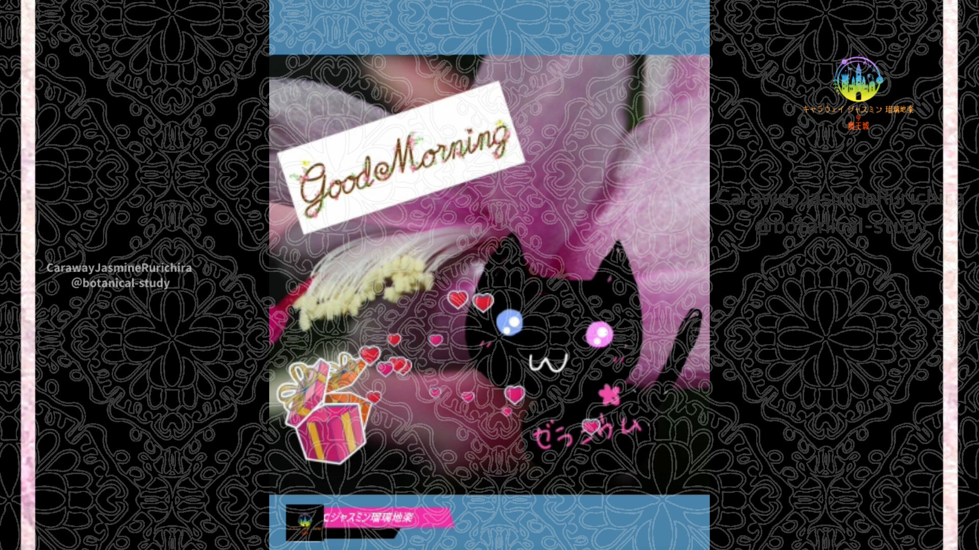 「クリスマスカクタス」12月7日Rゼラニウム瑠璃地楽と今日の誕生花とおはようメッセージ＠botanical-study