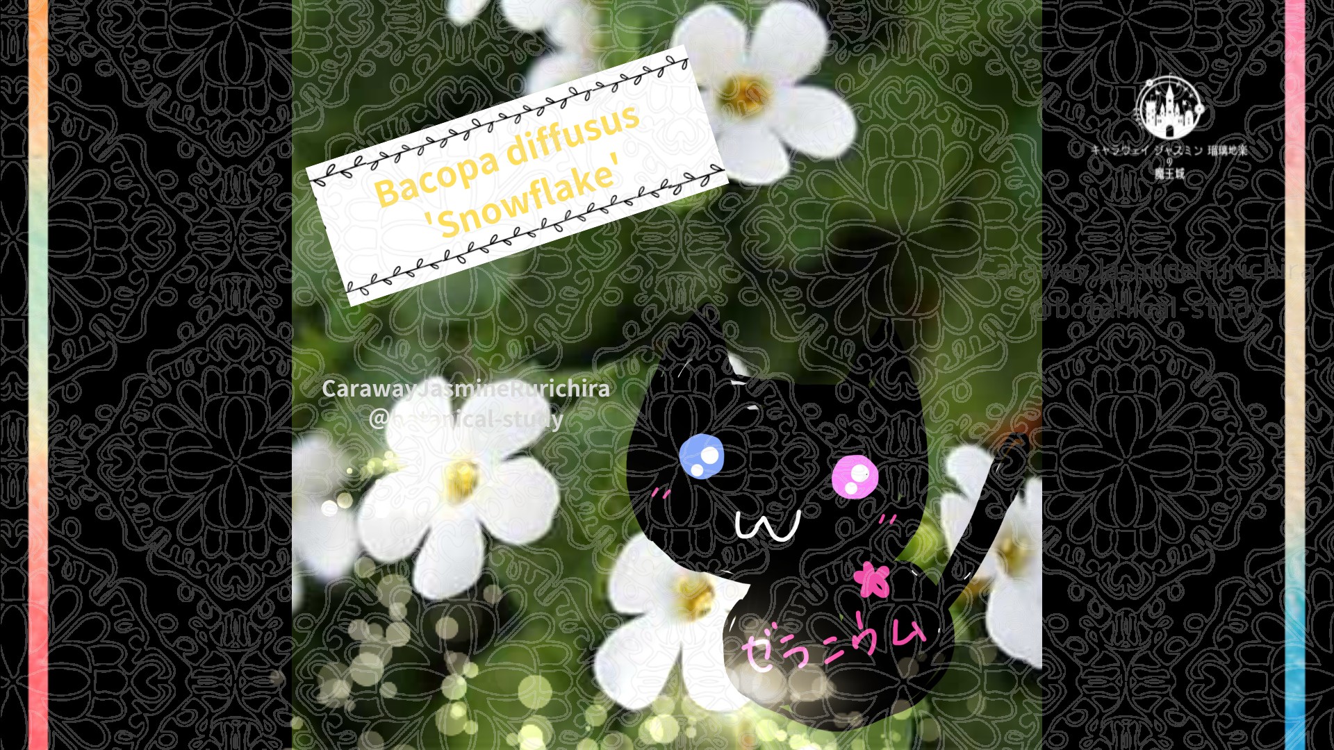 今日の誕生花A　12.19