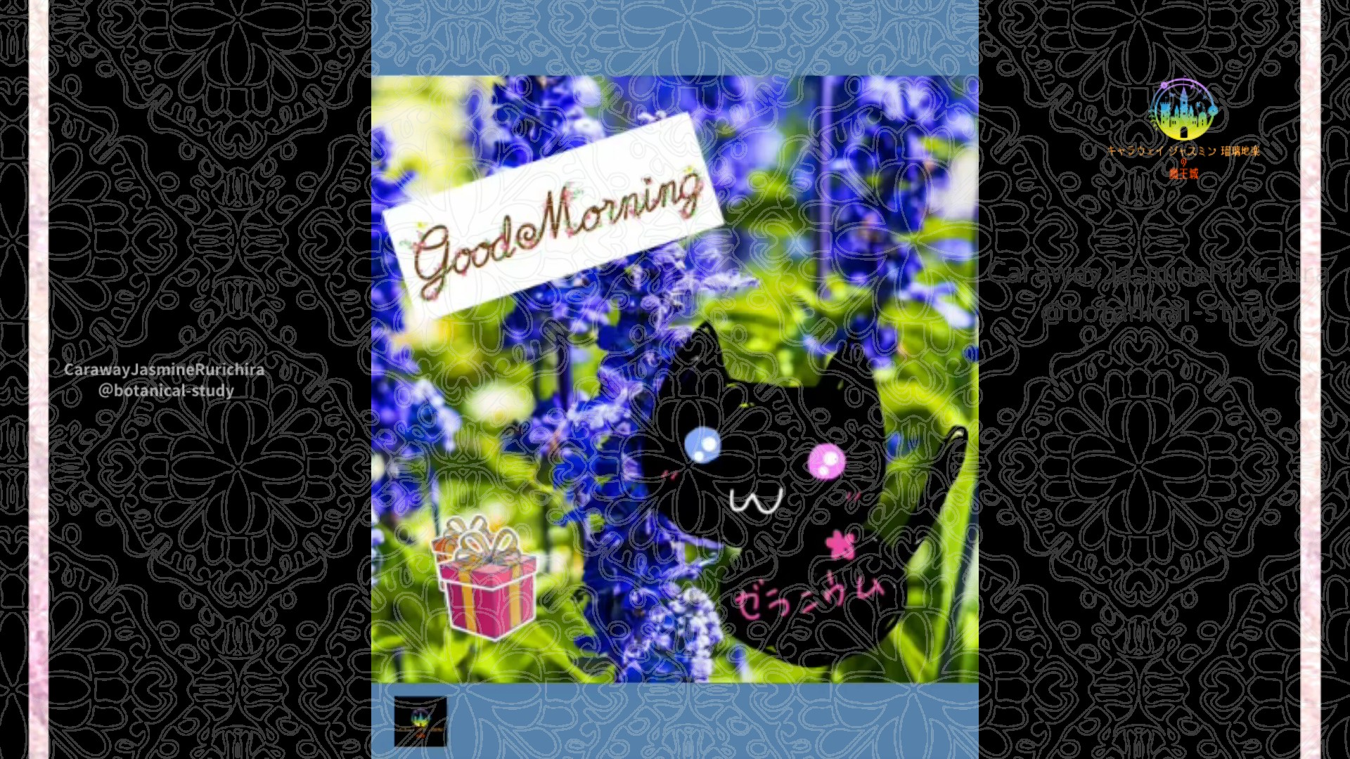 「ラークスパー」12月20日Rゼラニウム瑠璃地楽と今日の誕生花とおはようメッセージ＠botanical-study