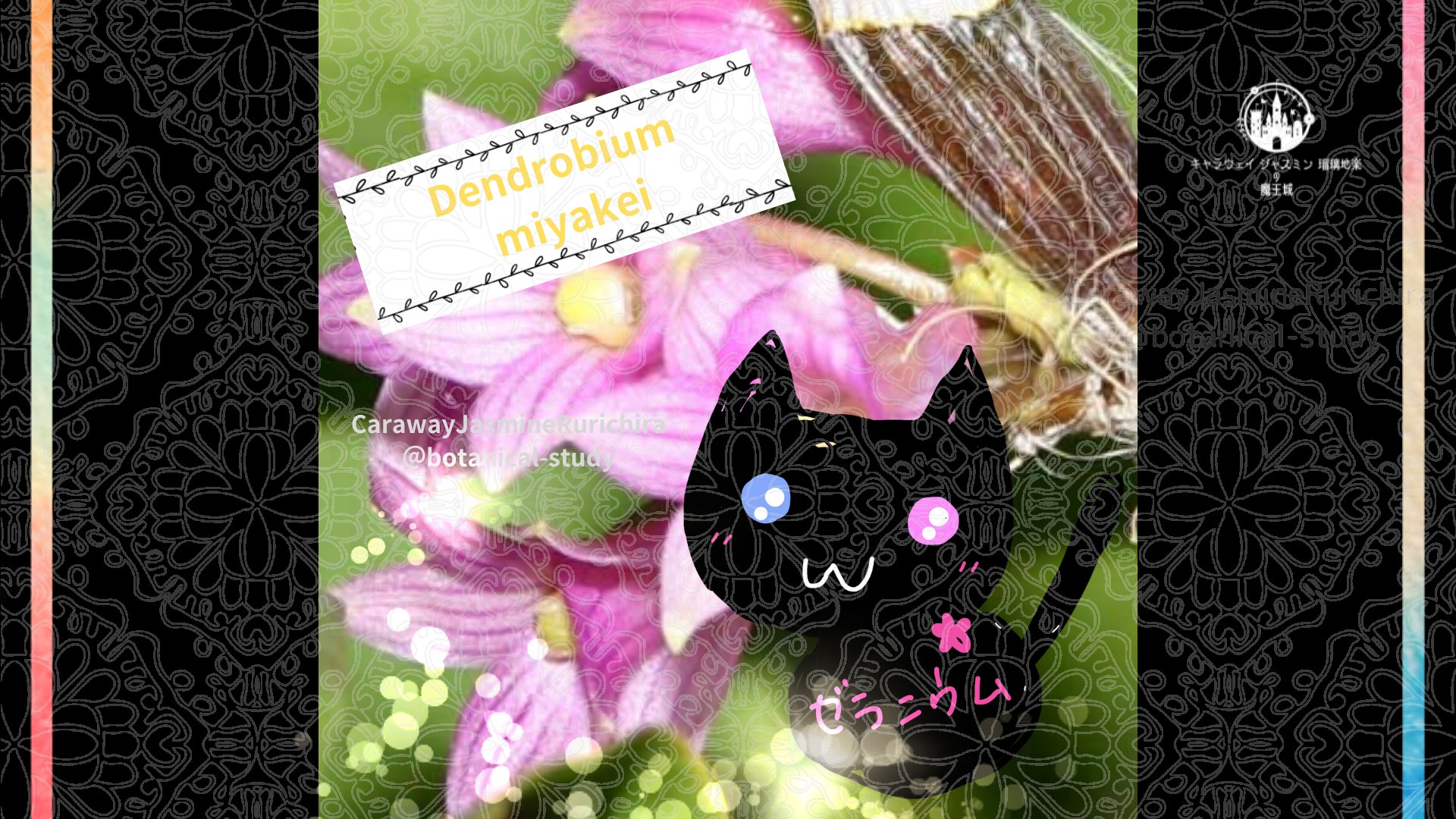 今日の誕生花A　12.12