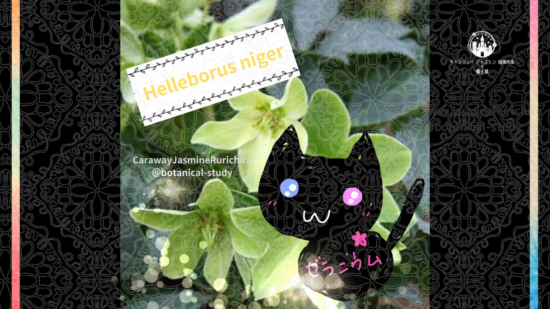 今日の誕生花A　12.26