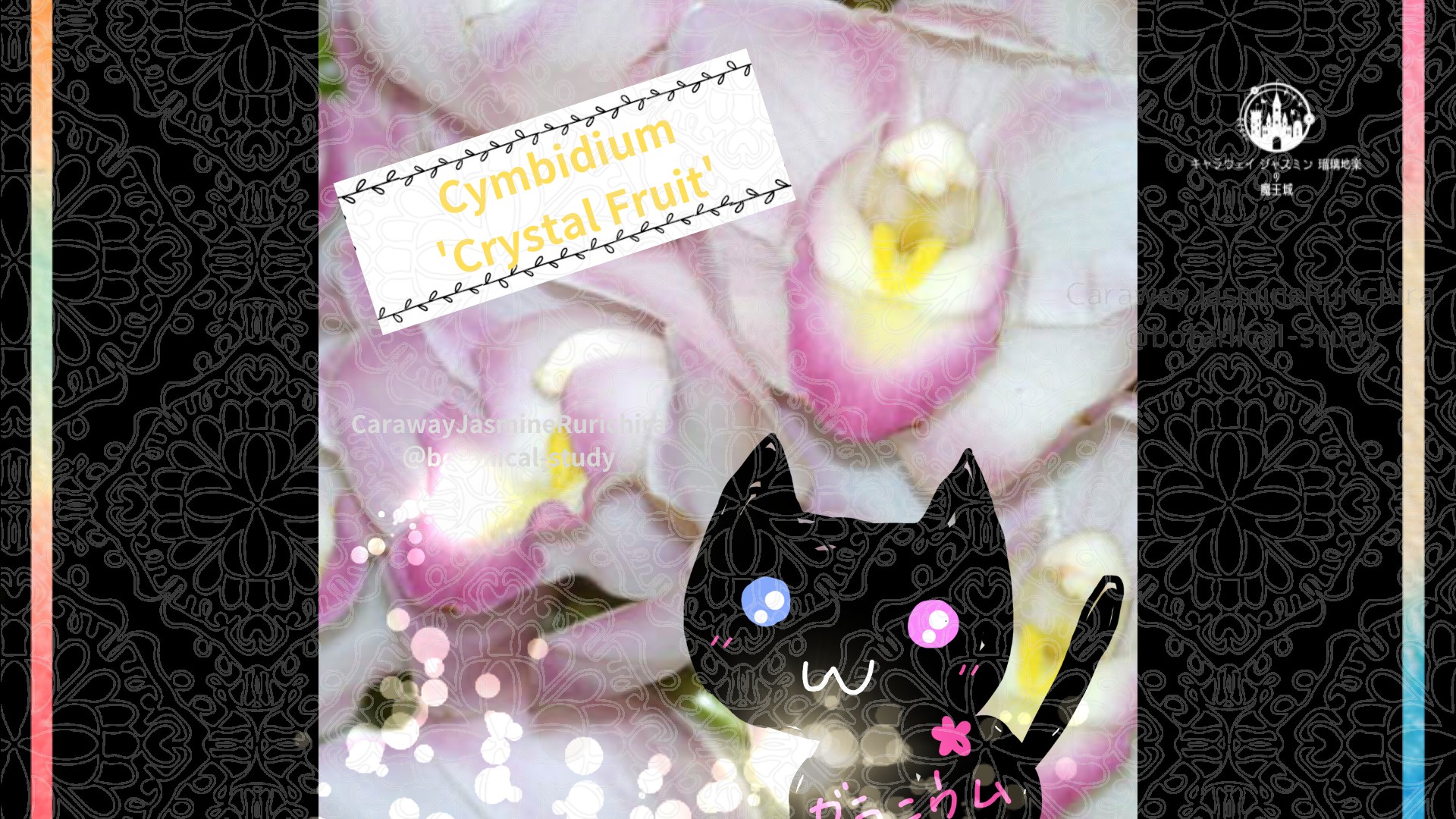 今日の誕生花A　12.18